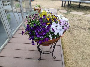 草花の植え替え　　鎌倉やすらぎの杜