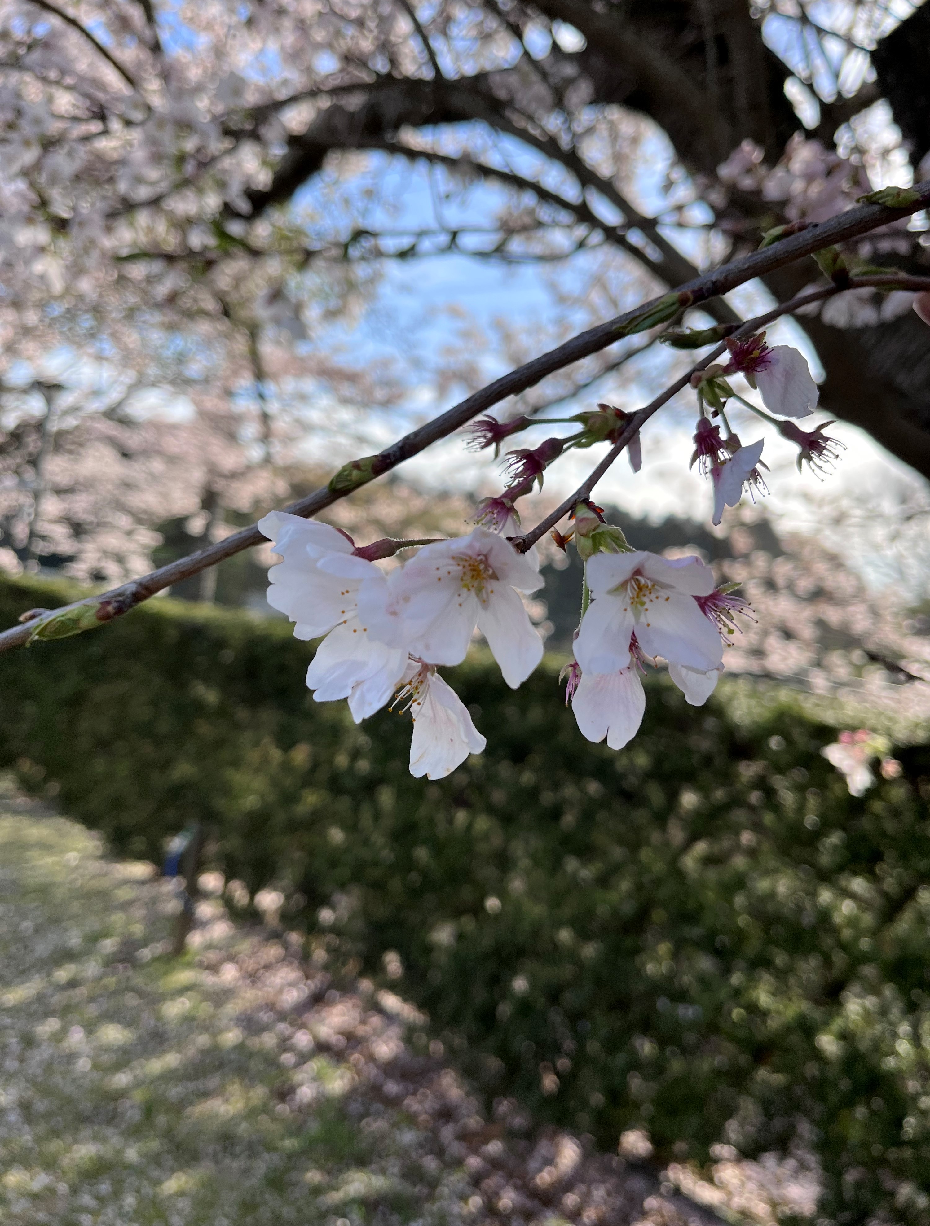 🌸桜が咲きました🌸