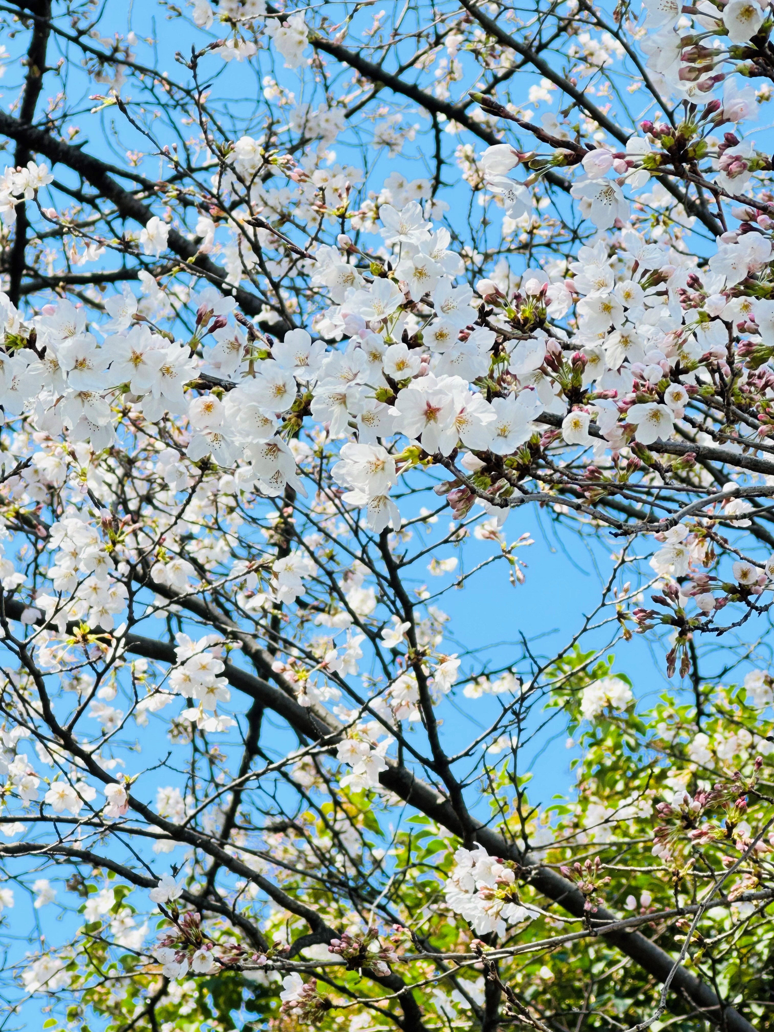 桜🌸