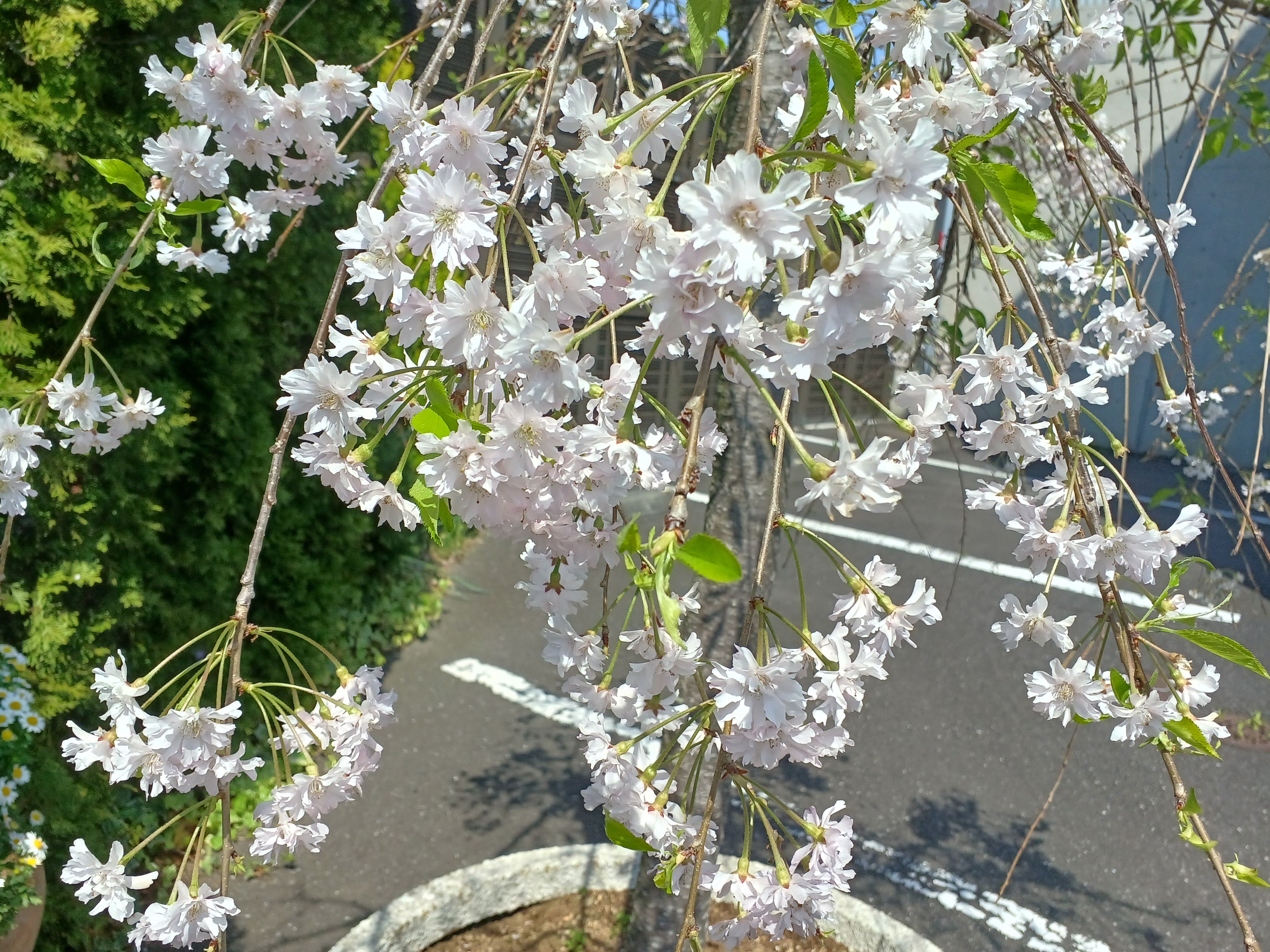 定休日のお知らせと園内の様子🌷