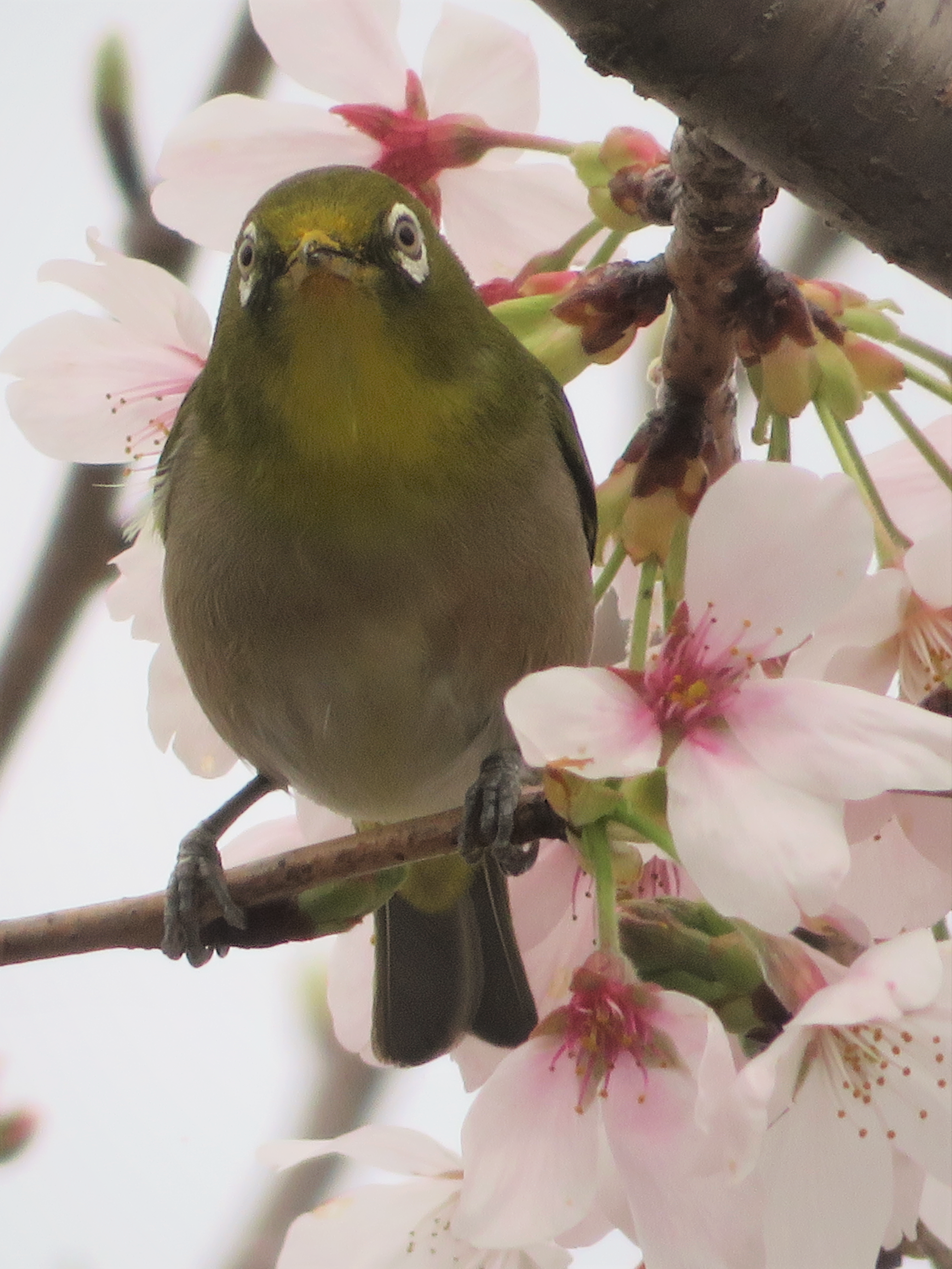 春🌸さくら