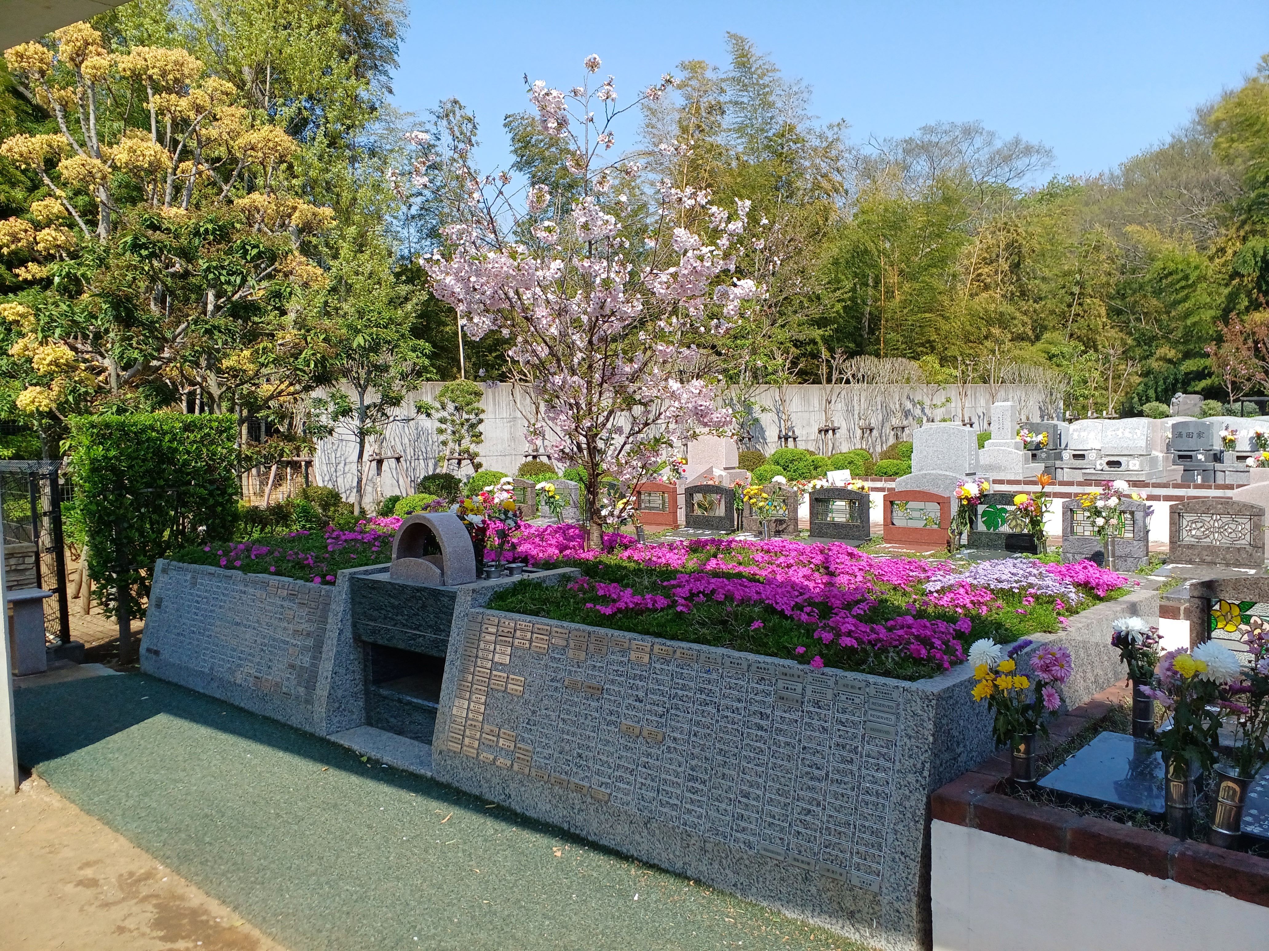 芝桜とモッコウバラ　　都筑まどか霊園