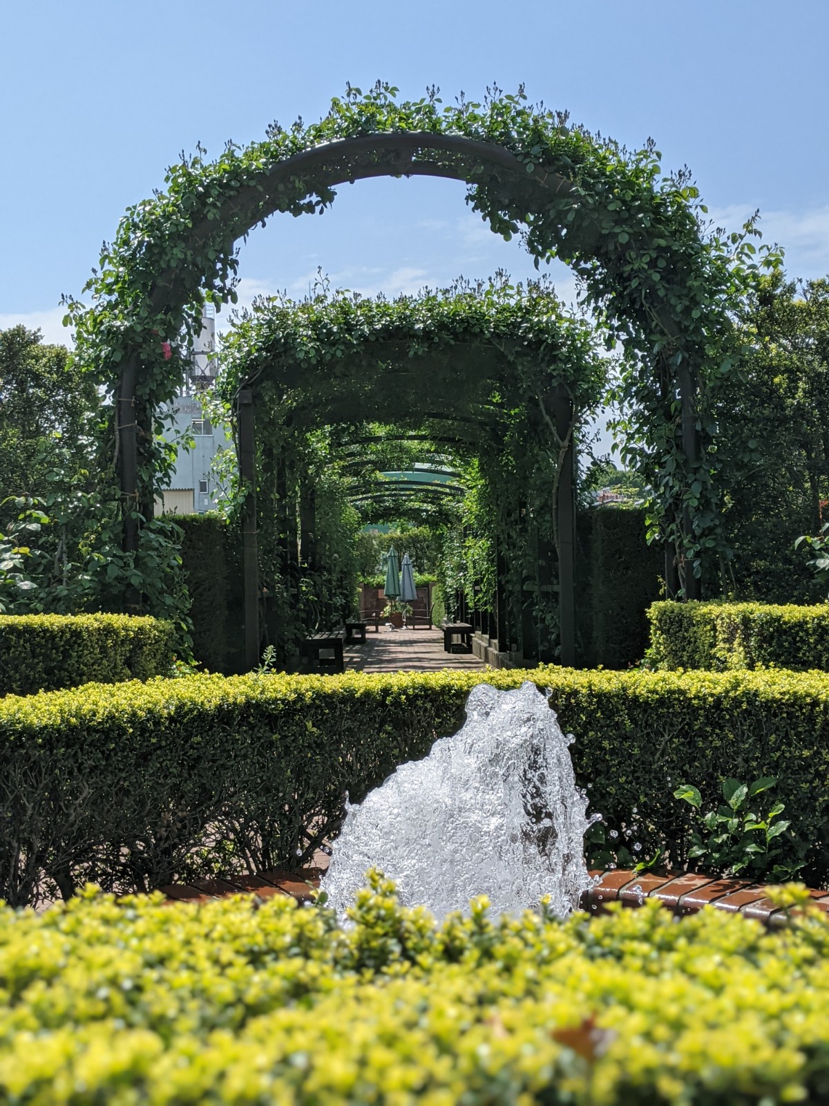 🌹開花状況（4月25日）🌹