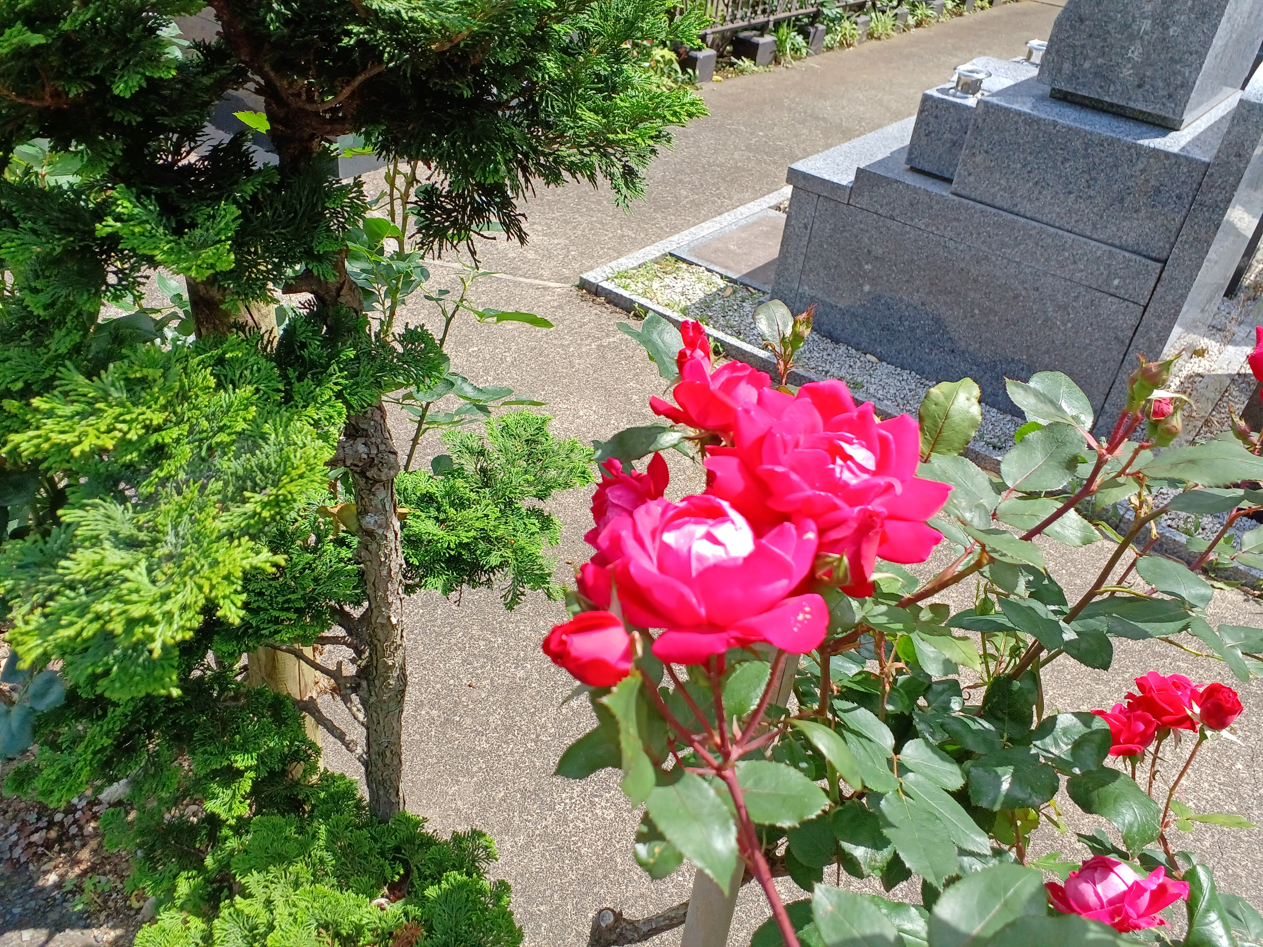 薔薇の花が咲きました　　鎌倉やすらぎの杜