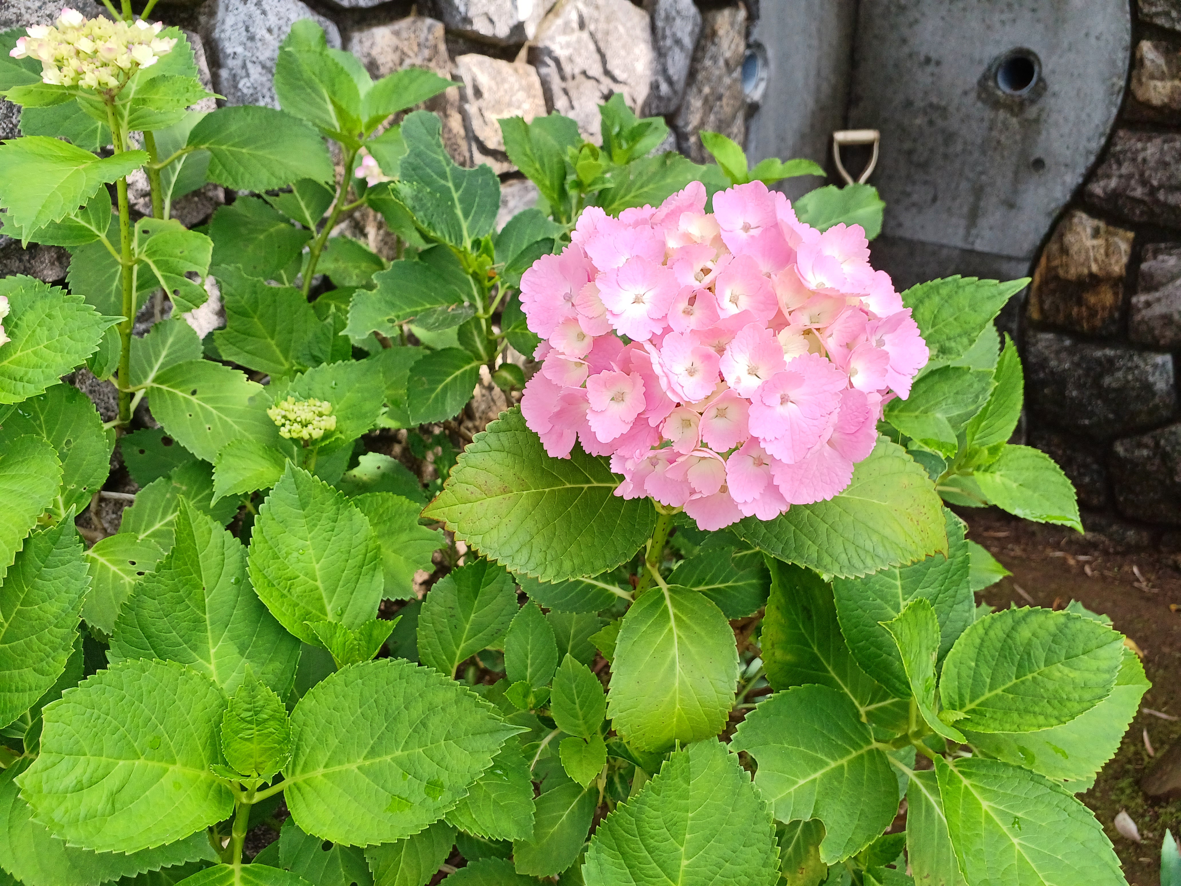 紫陽花が咲きました　　都筑まどか霊園