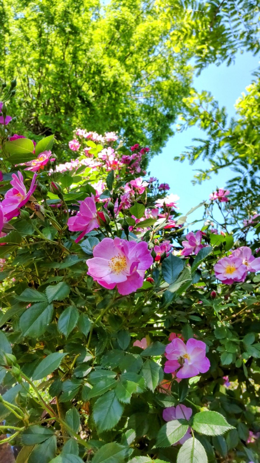 花苗が入荷し、着々と植え替え中です🌸