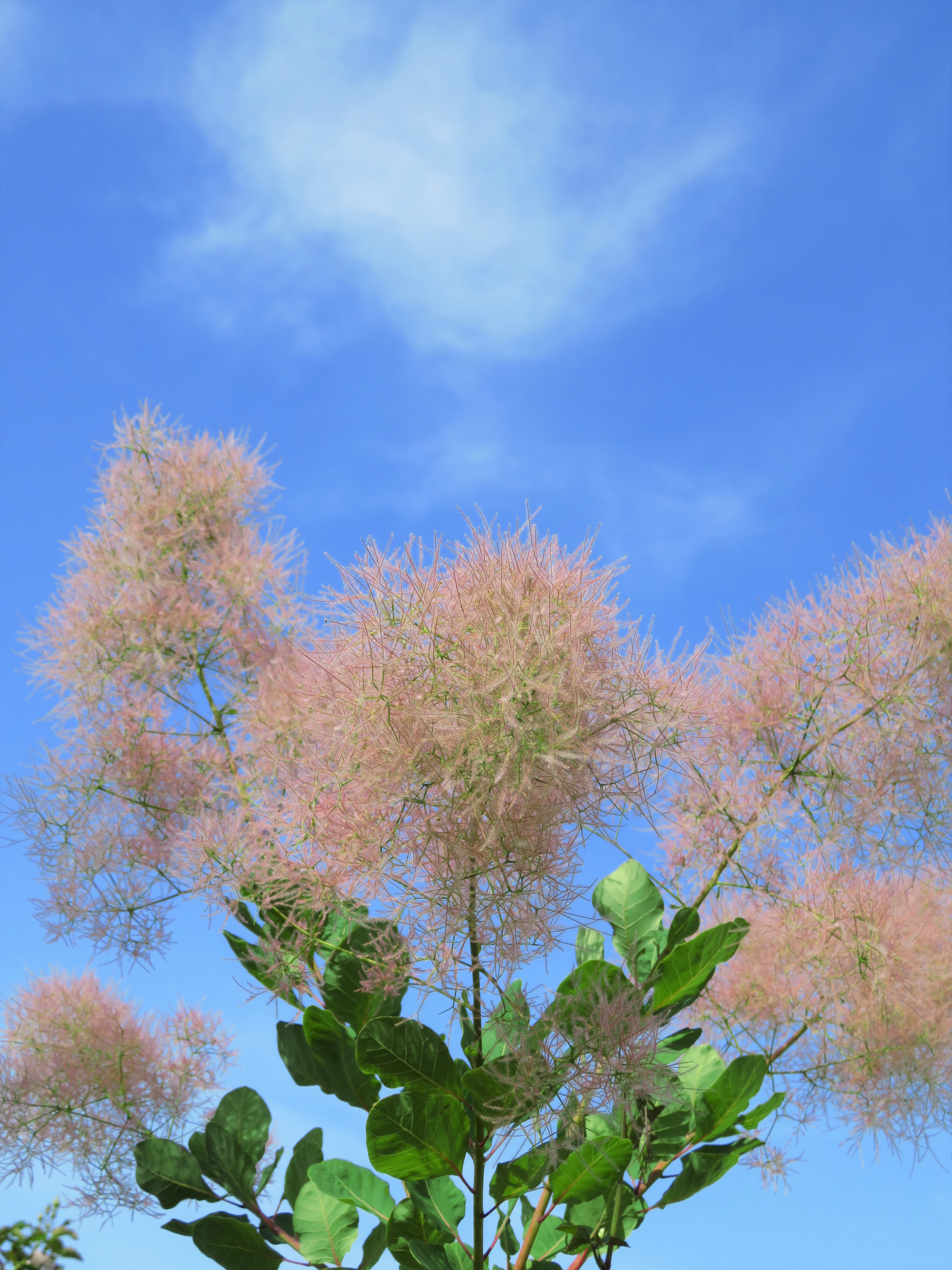 モフモフな木🌳