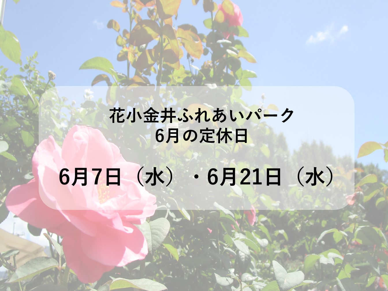 6月定休日のお知らせ　～アジサイ咲いてます～