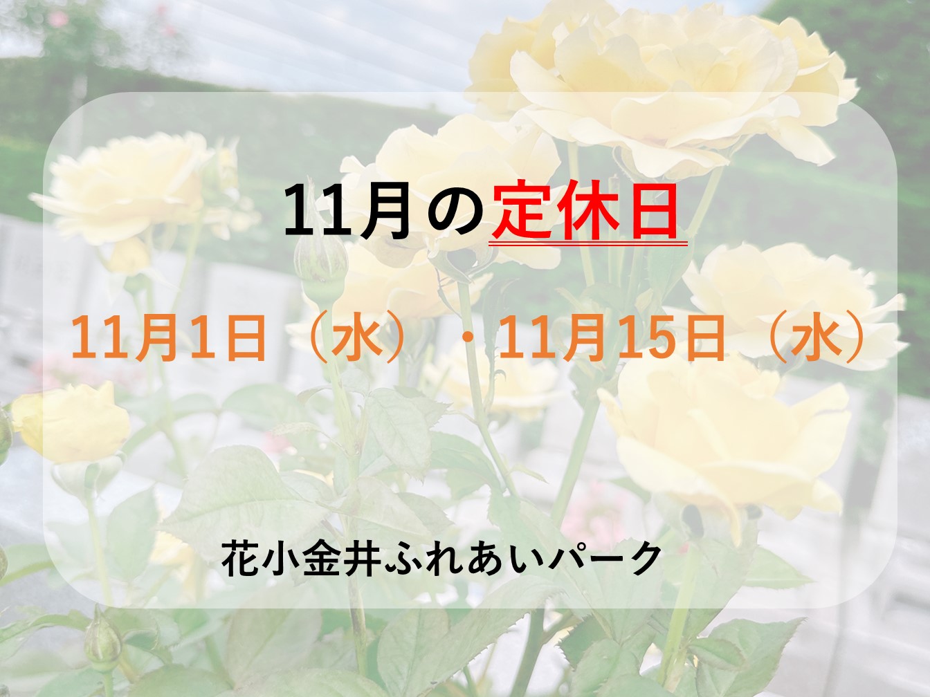 🍂🌼11月定休日のお知らせと秋冬花苗入荷🌼🍂