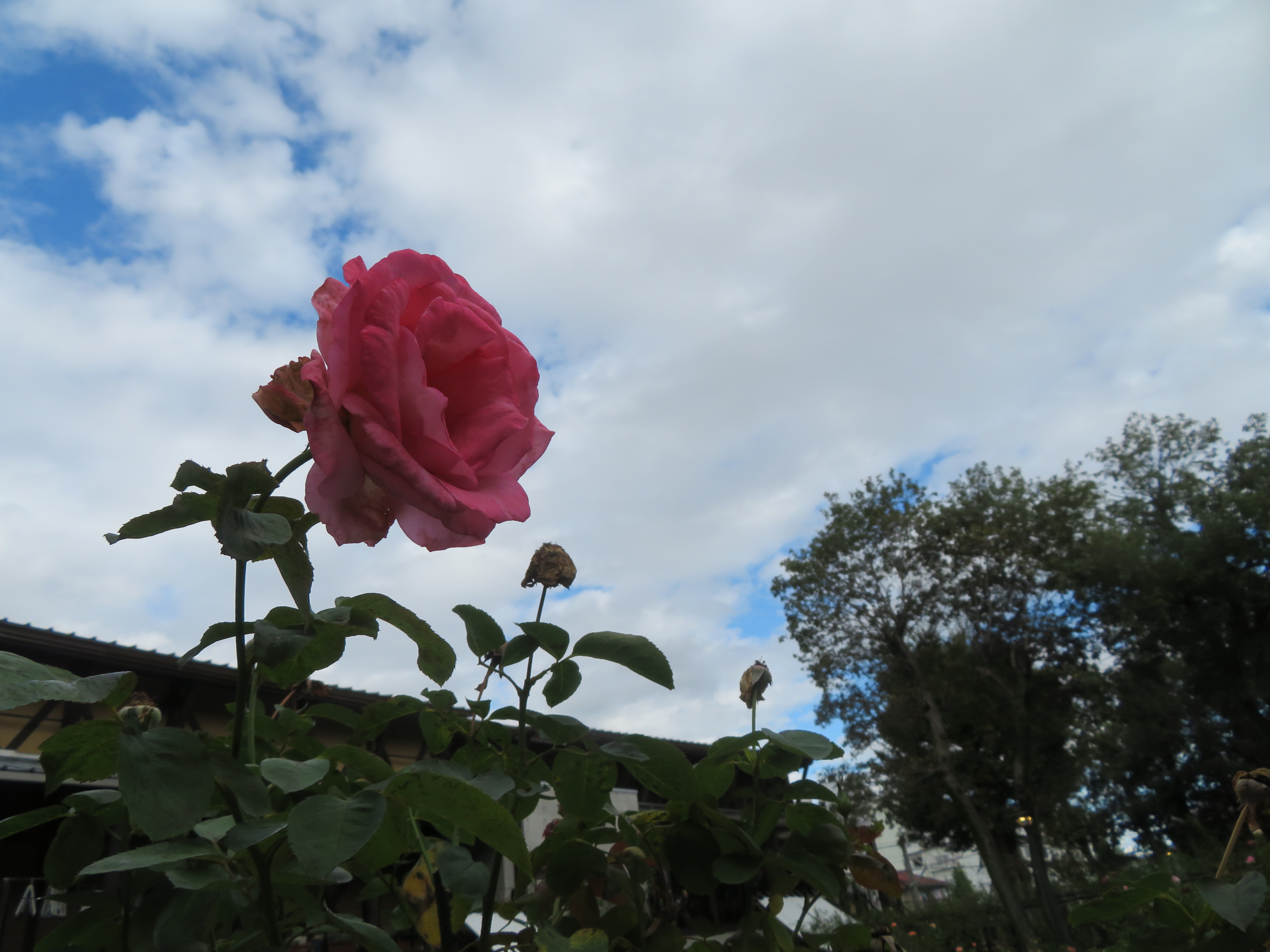 🌹10月の定休日と🍂冬時間のお知らせ🌹