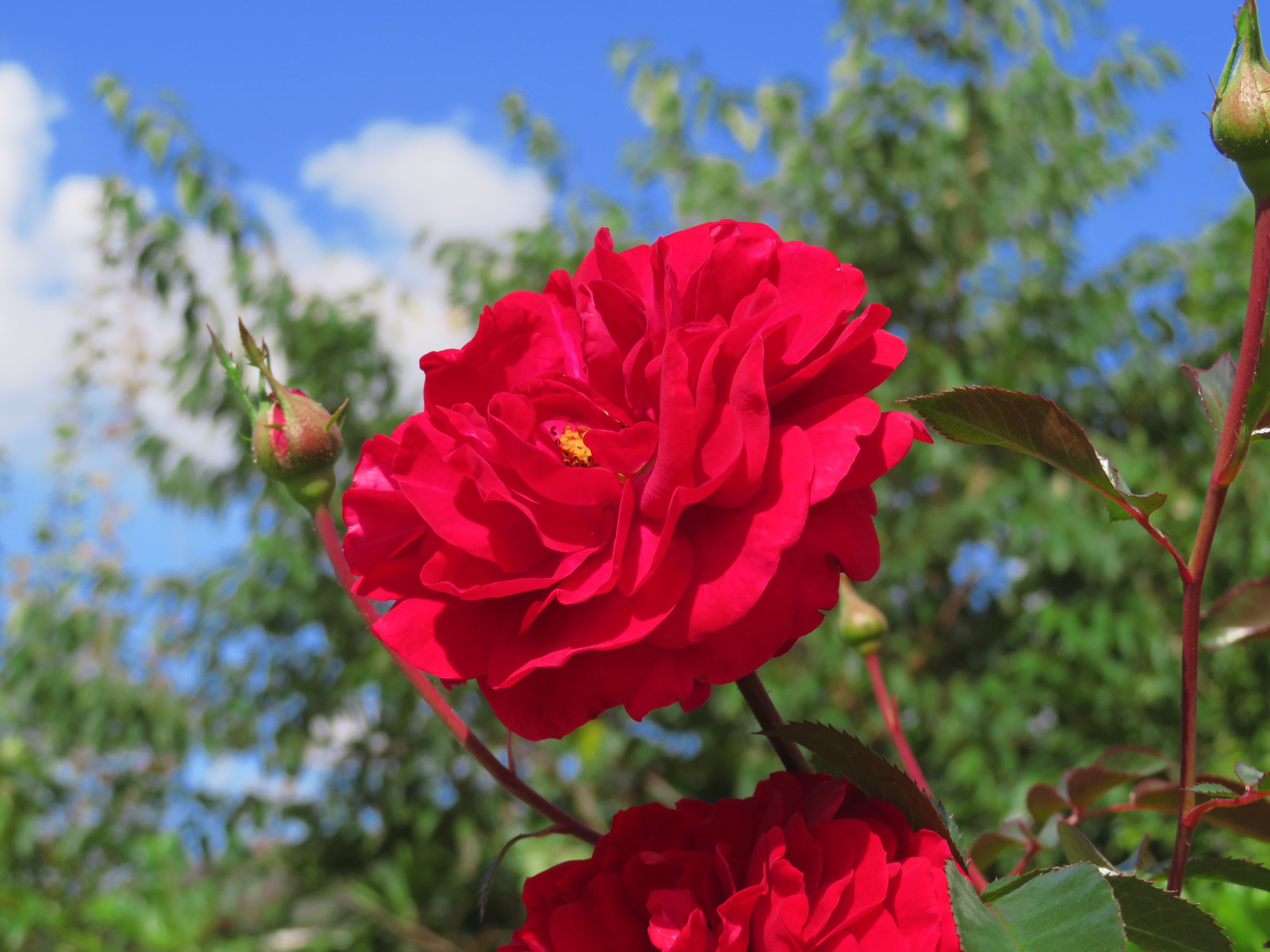 もっと秋🌹バラ