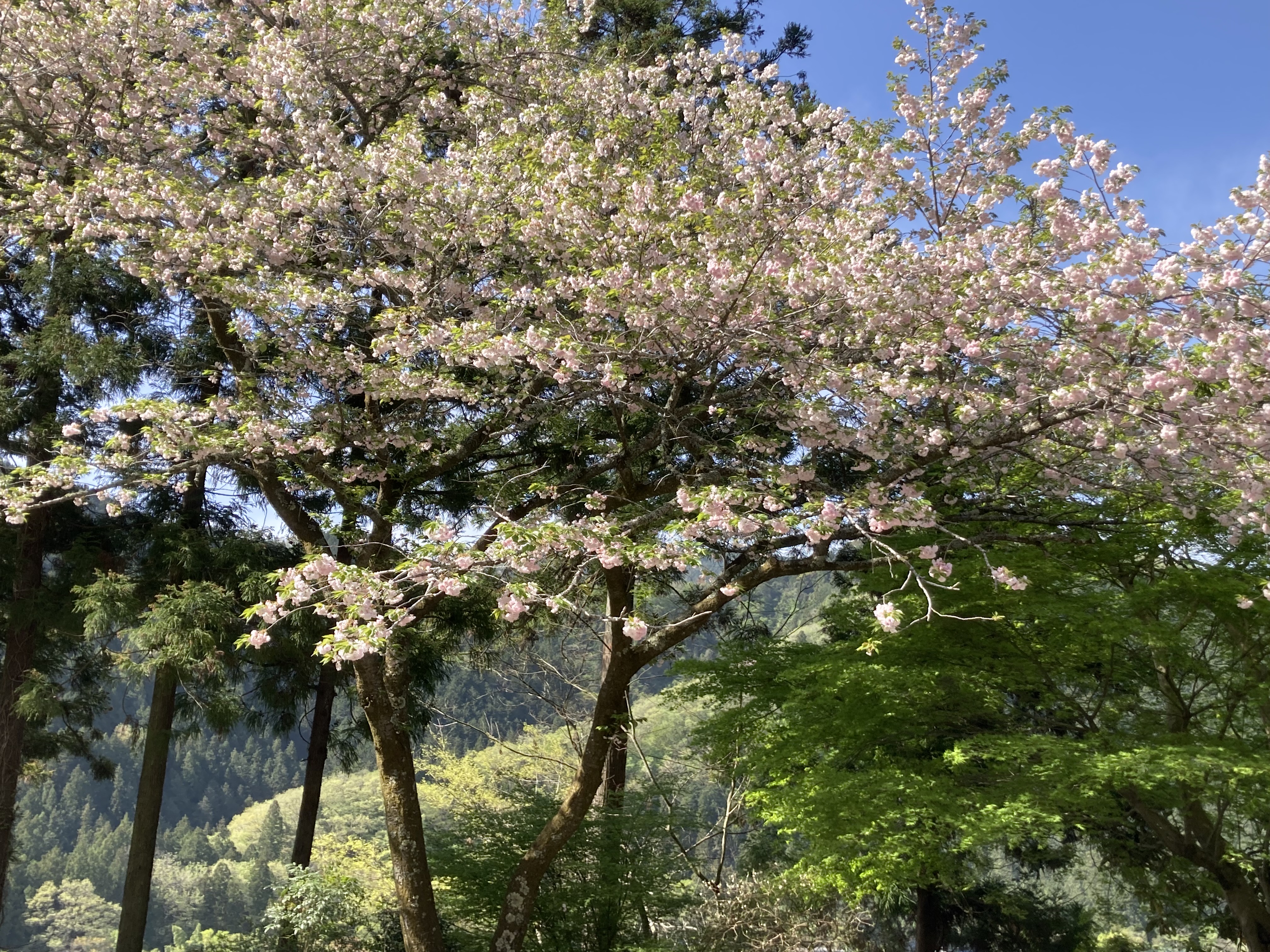 八重桜満開です