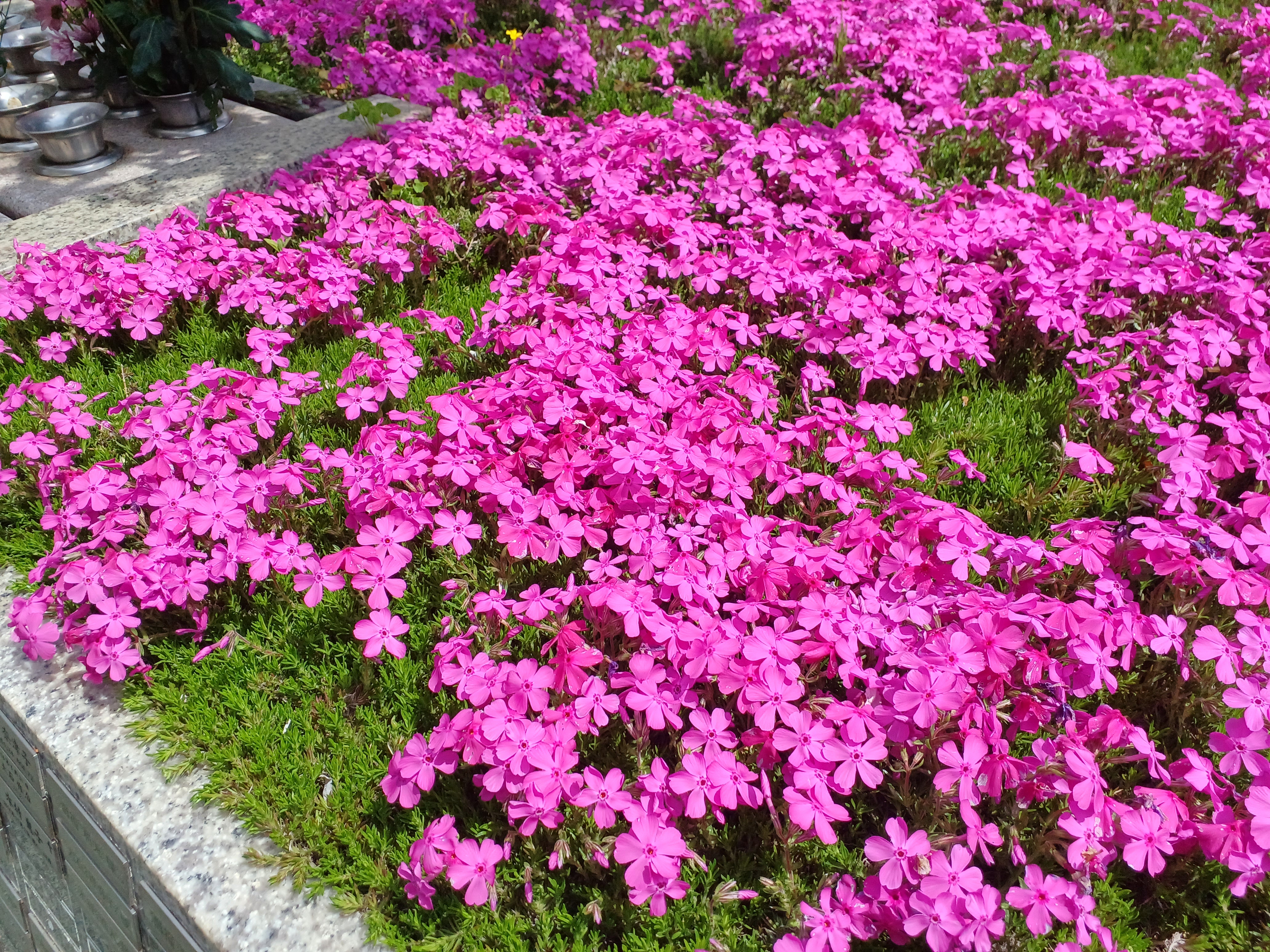 芝桜が開花　　都筑まどか霊園