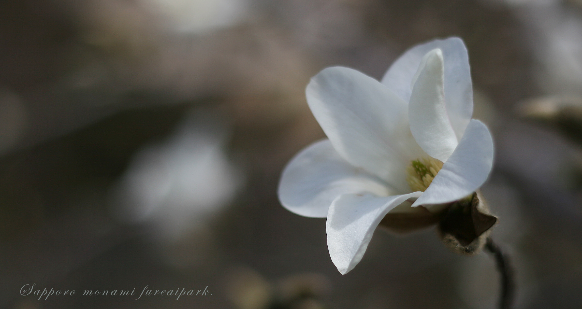 🌸田打ち桜🌸