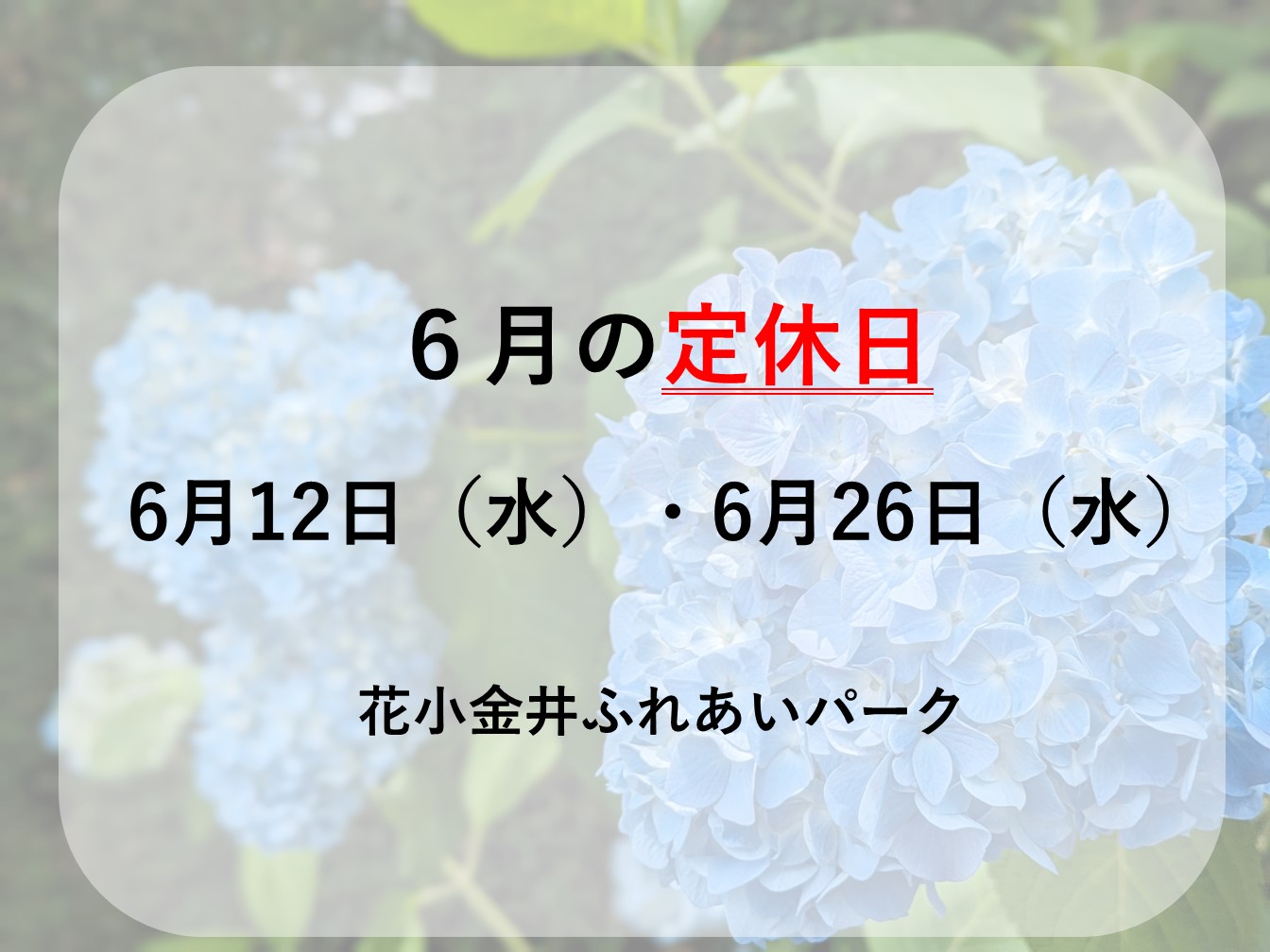 ☔6月定休日のお知らせ🐸