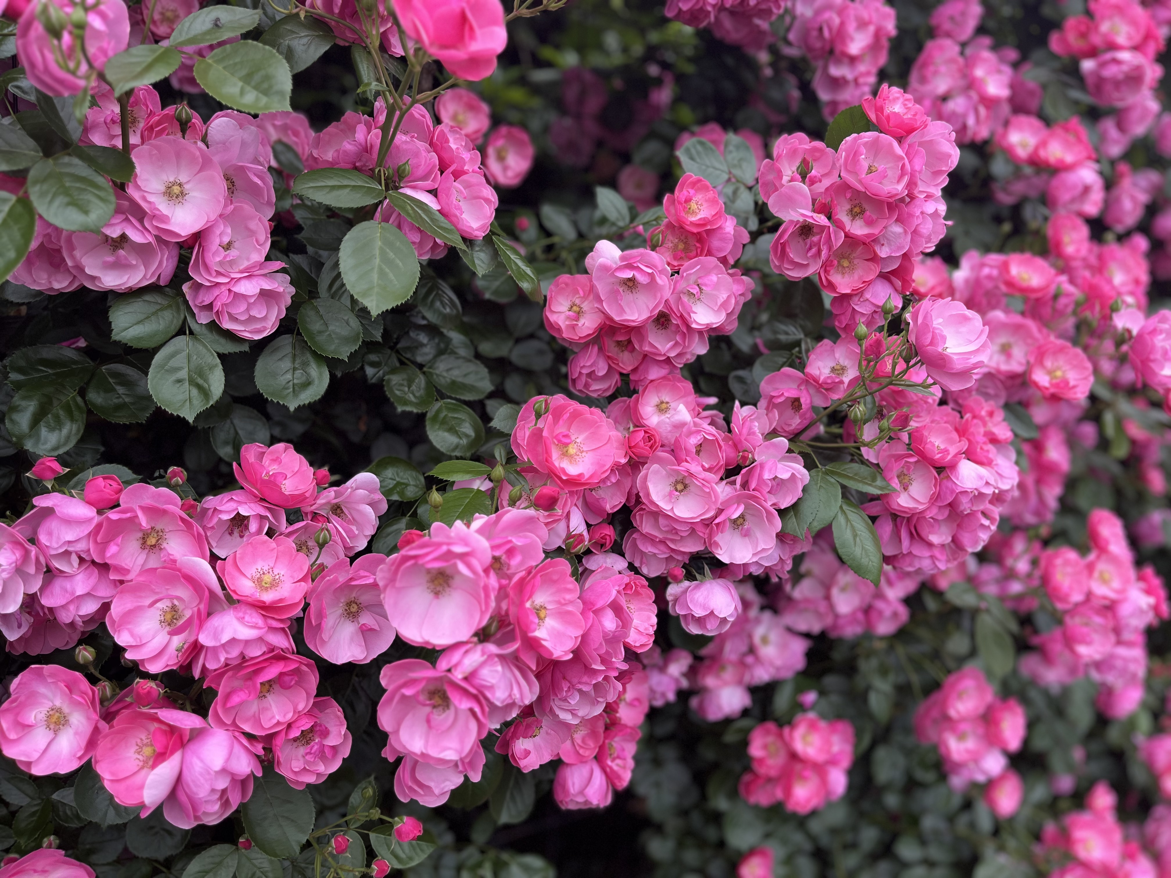 🌹バラの見頃を迎えました🌹