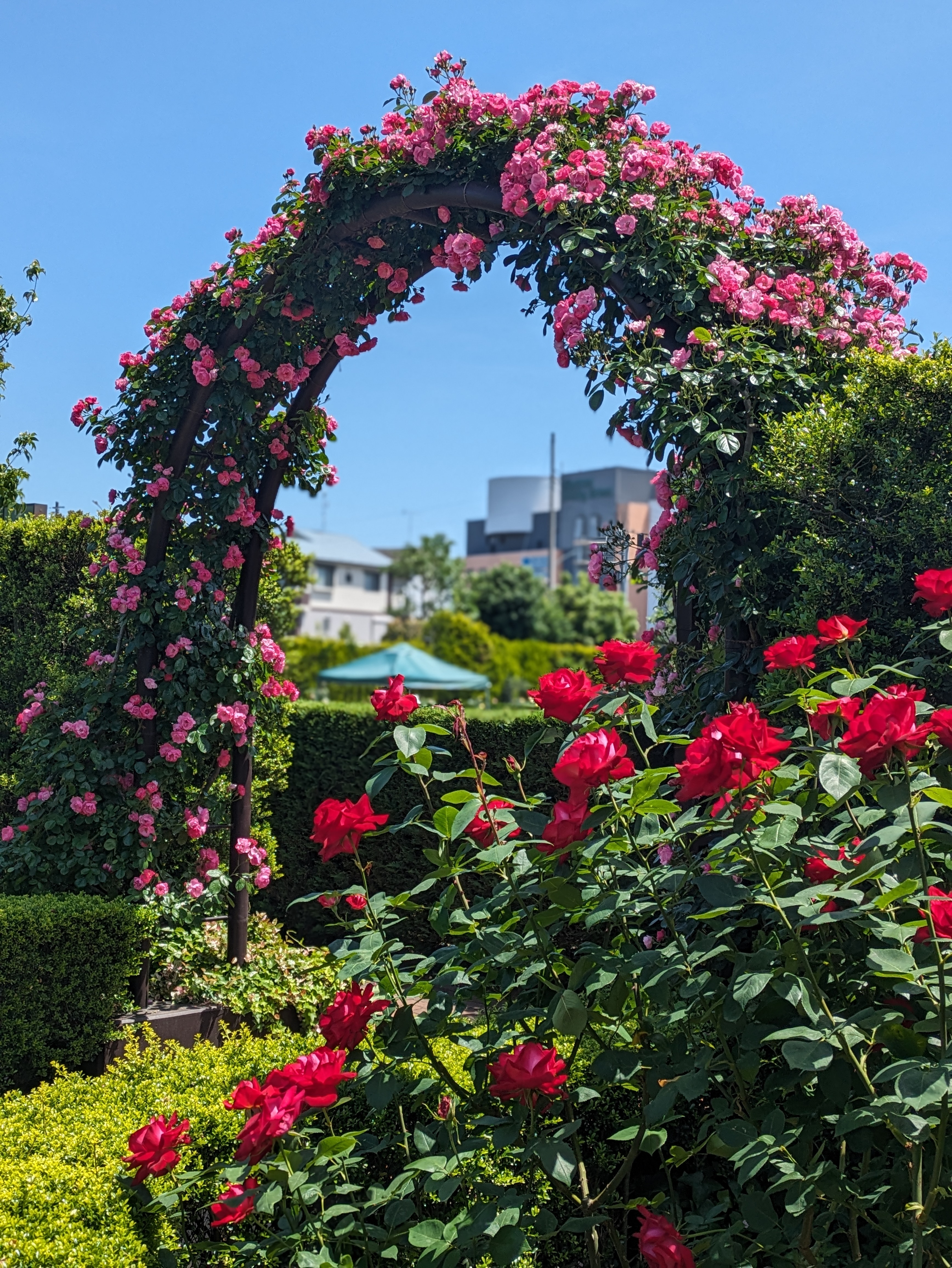 🌹バラのシーズン到来！🌹