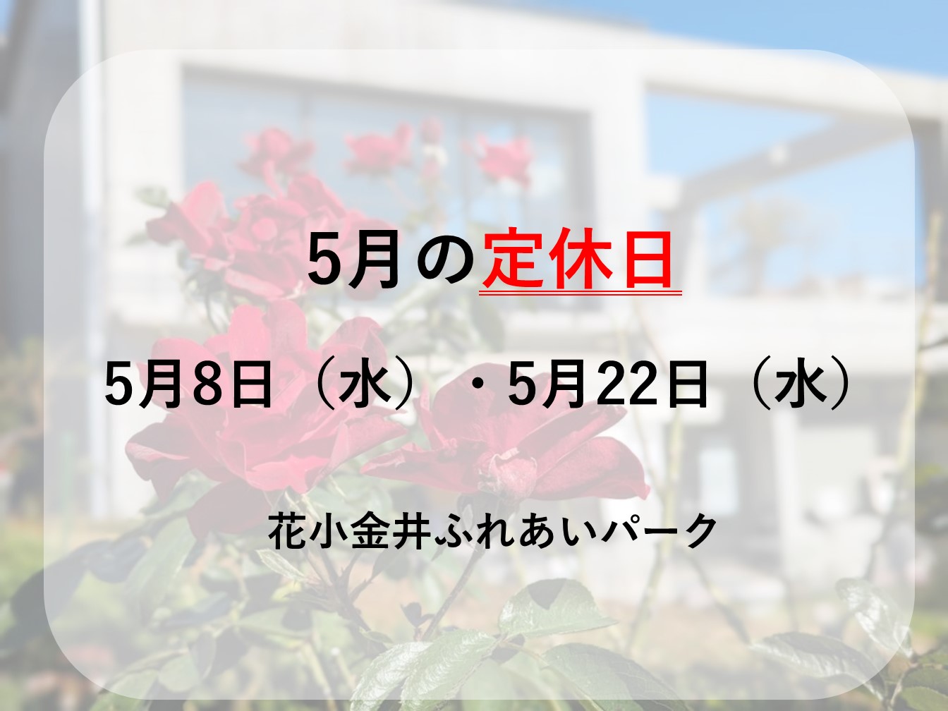 5月定休日のお知らせ＆バラの開花状況