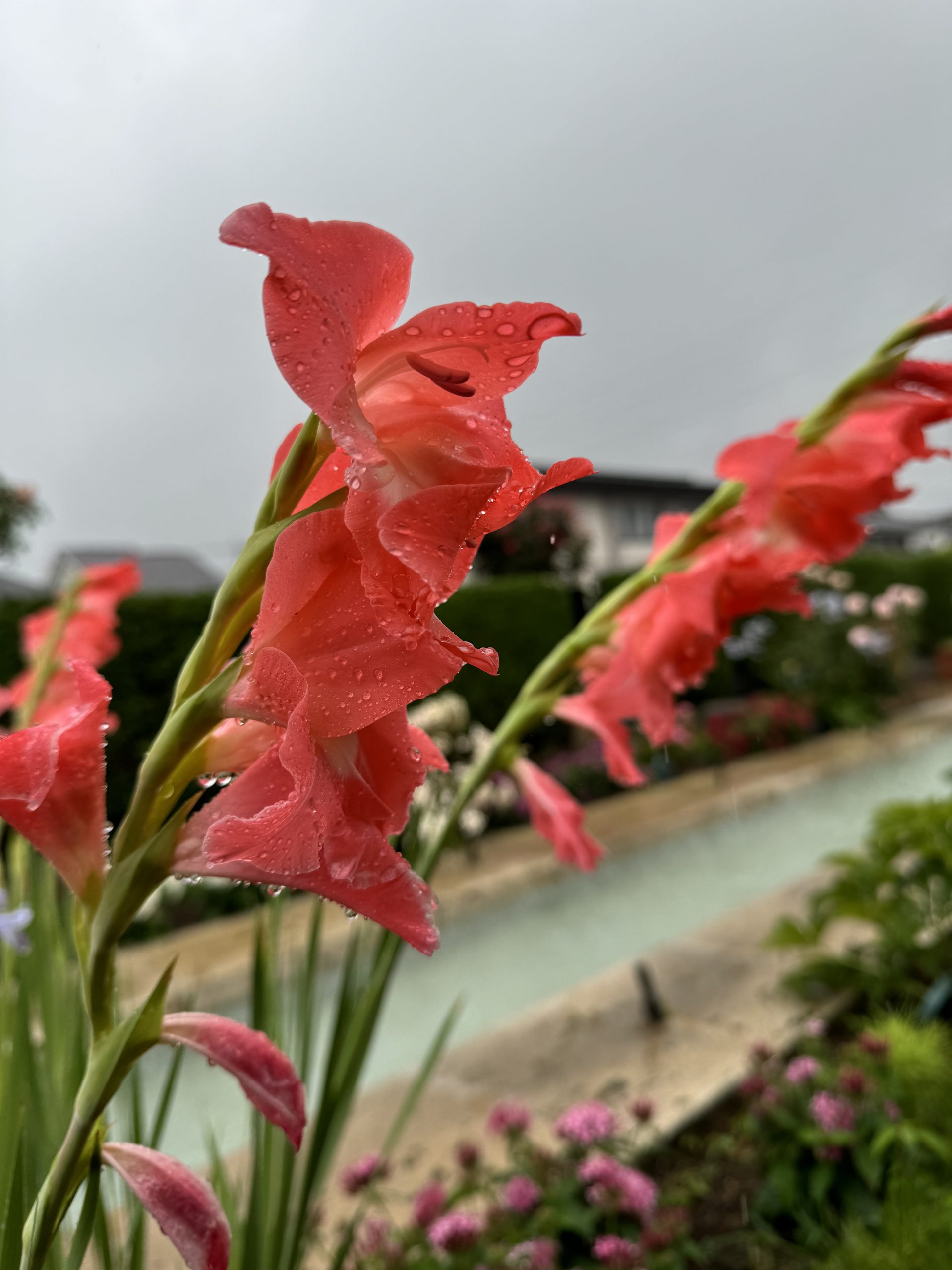 梅雨入りしました☔