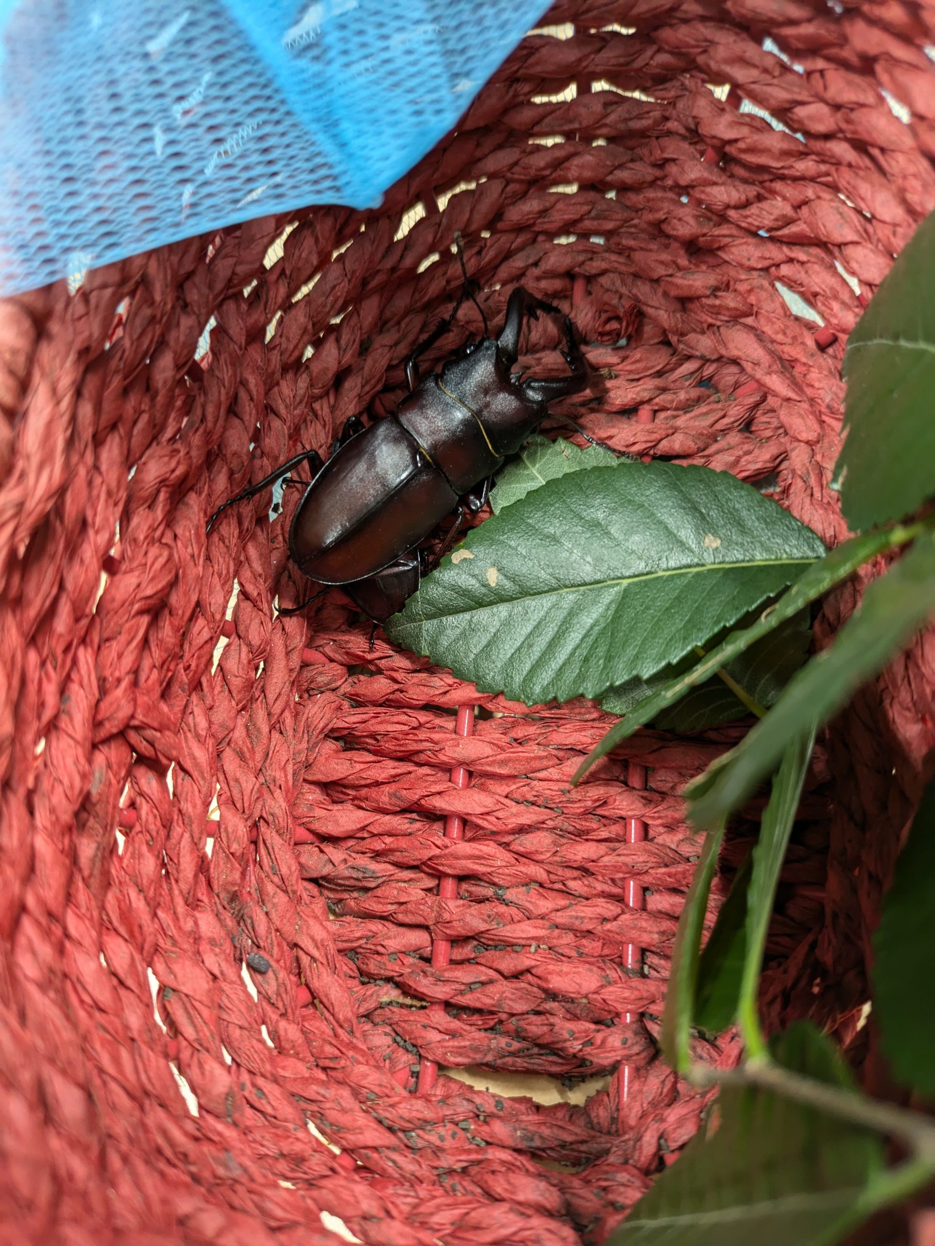 夏のおともだち🌳ノコギリクワガタがきた！