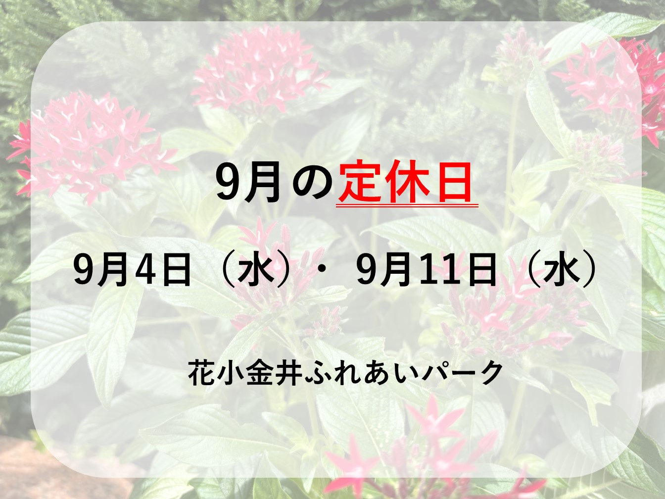 🍃9月定休日のお知らせ🐨