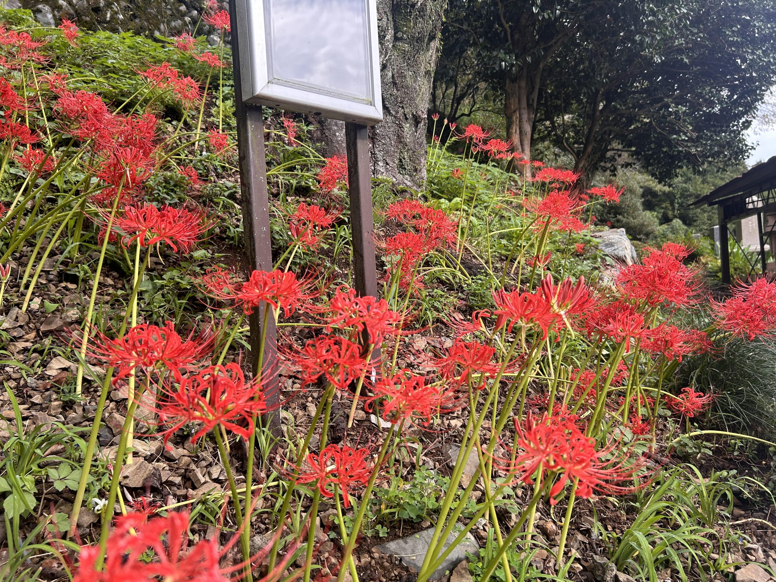 彼岸花満開