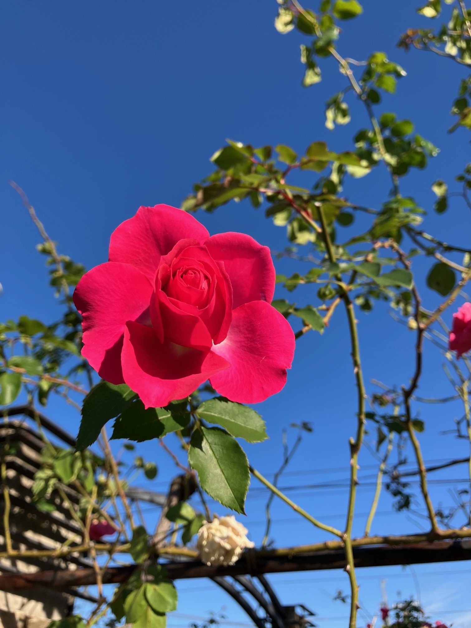 🎄冬のバラ🌹