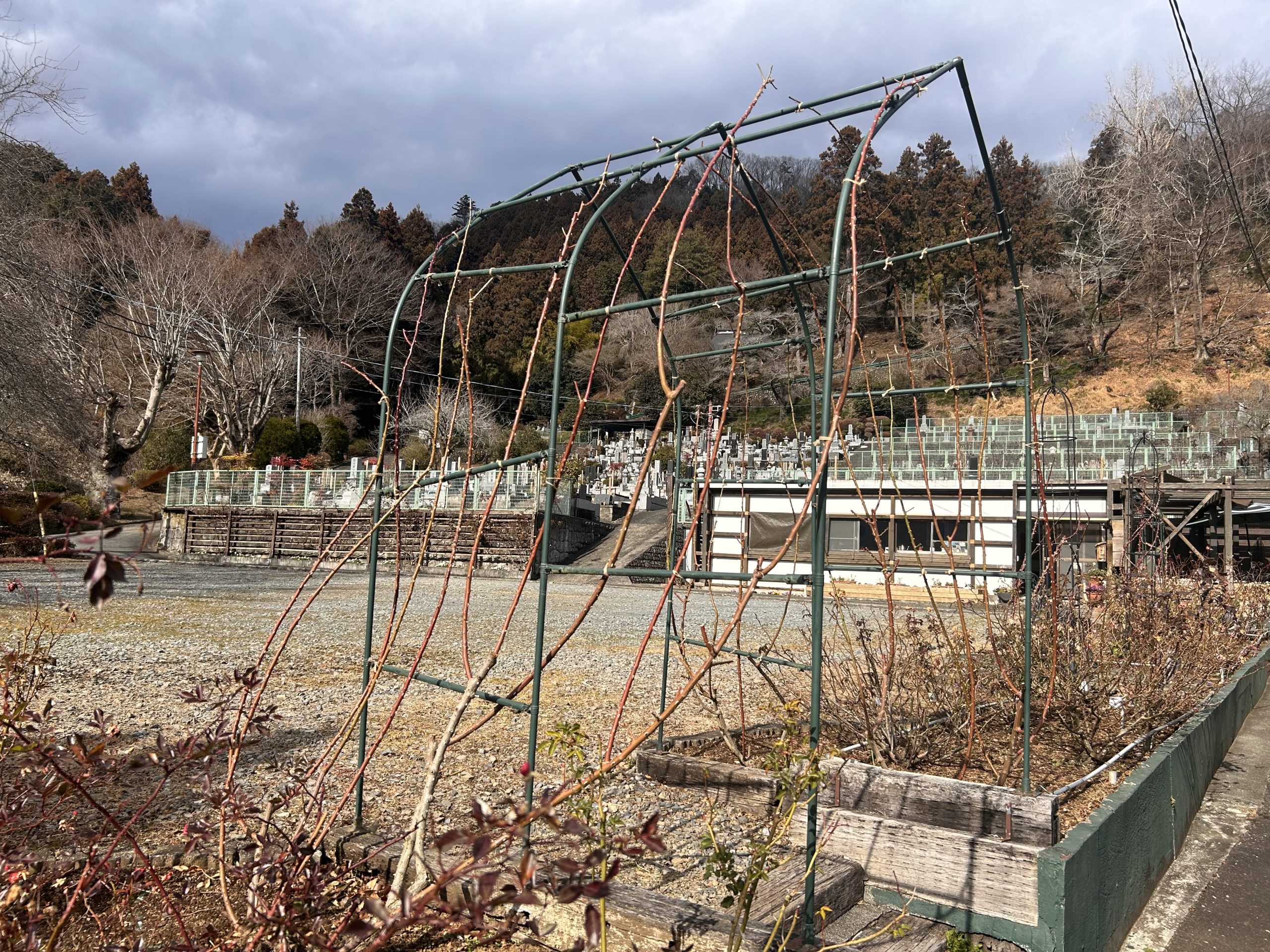 剪定始めました