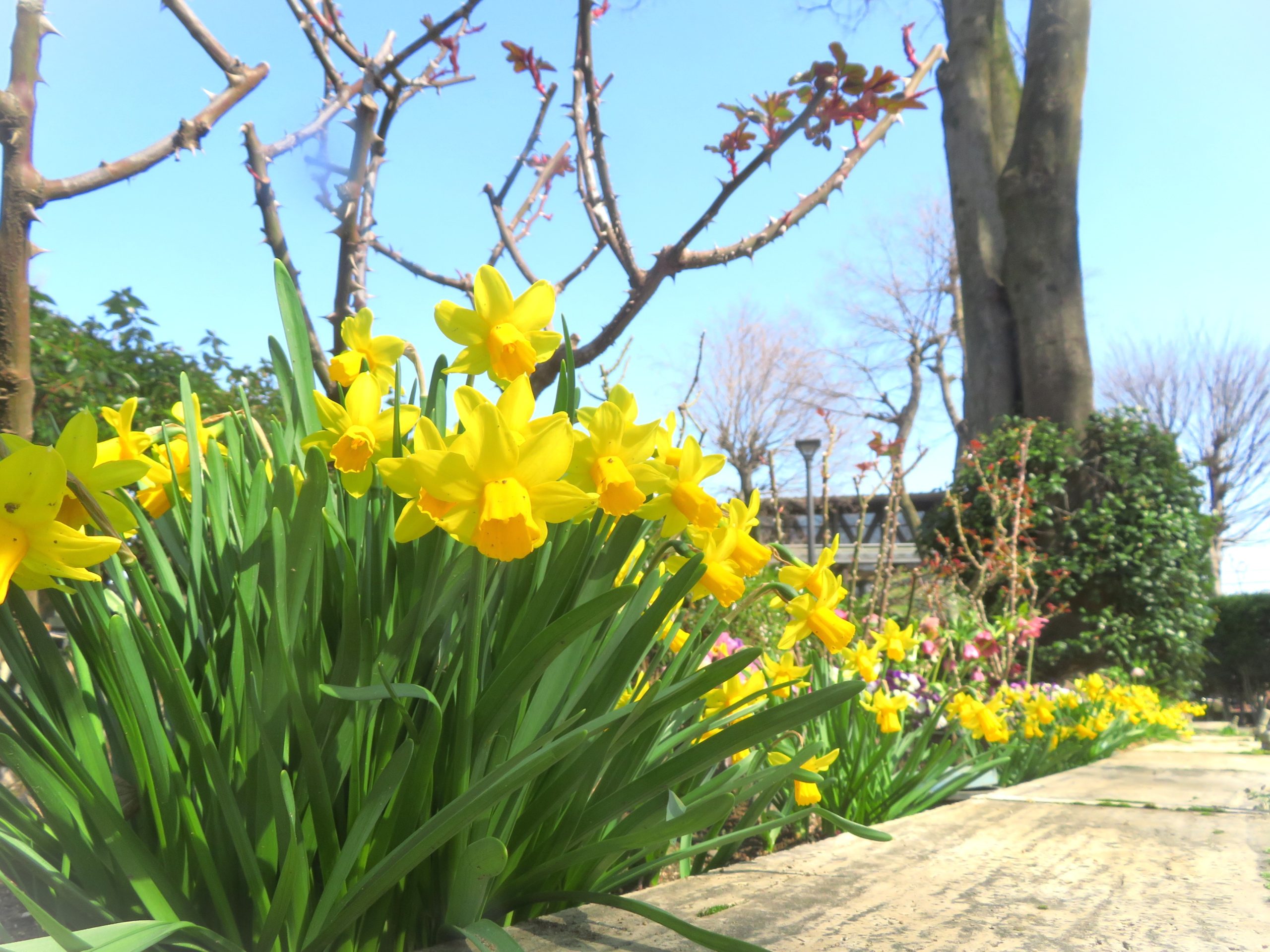 桜の季節になりました🌸