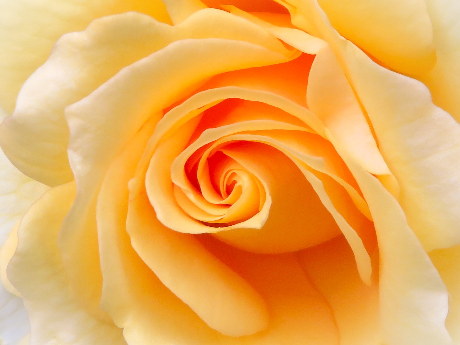 お日さまに近いバラから🌹