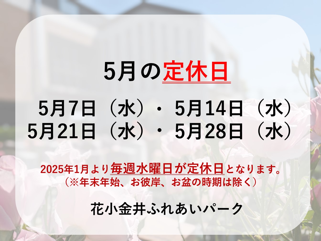 🌹5月定休日のお知らせ🌹バラが開花しました🌹