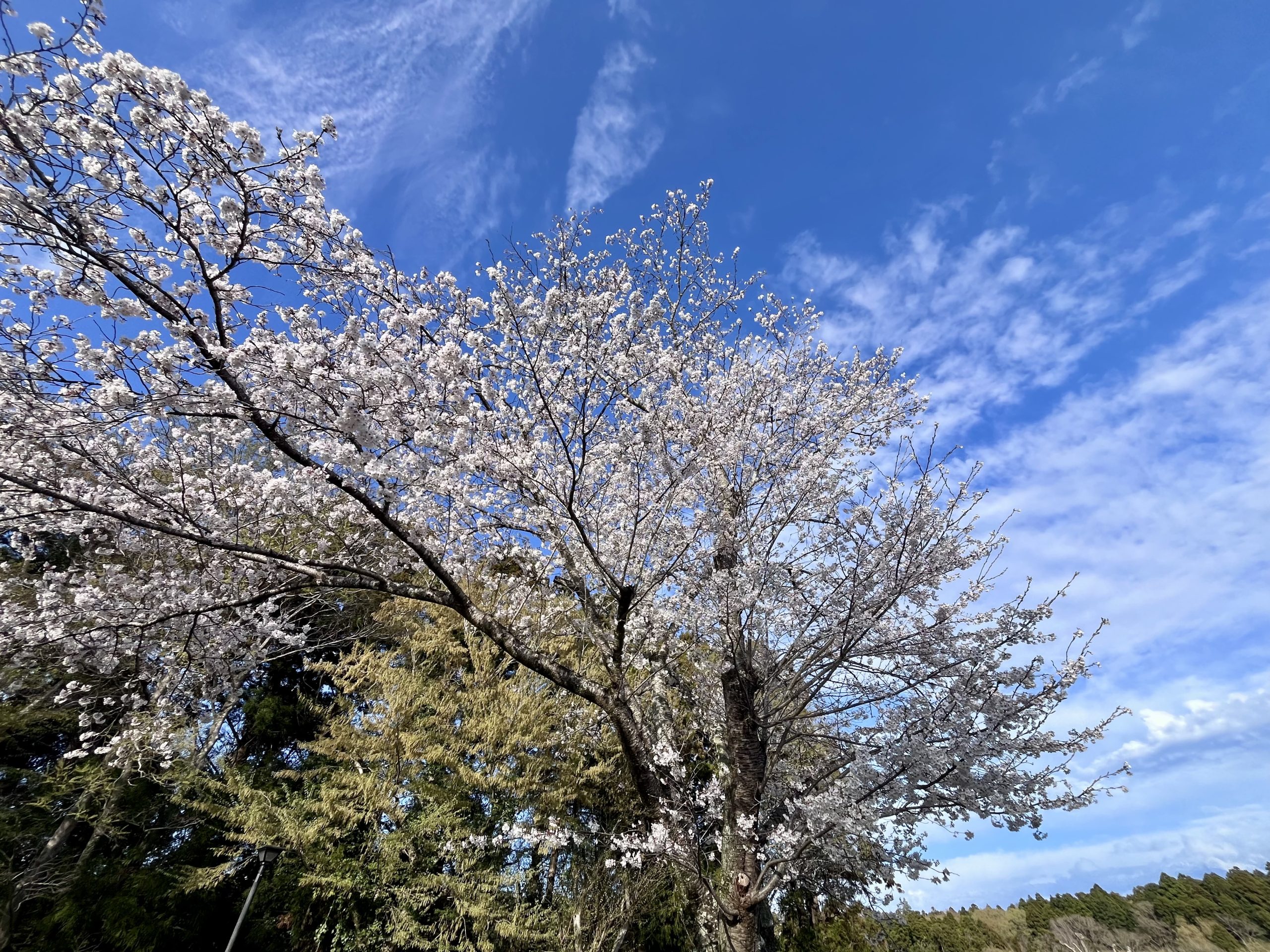 佐倉の桜が咲きました。