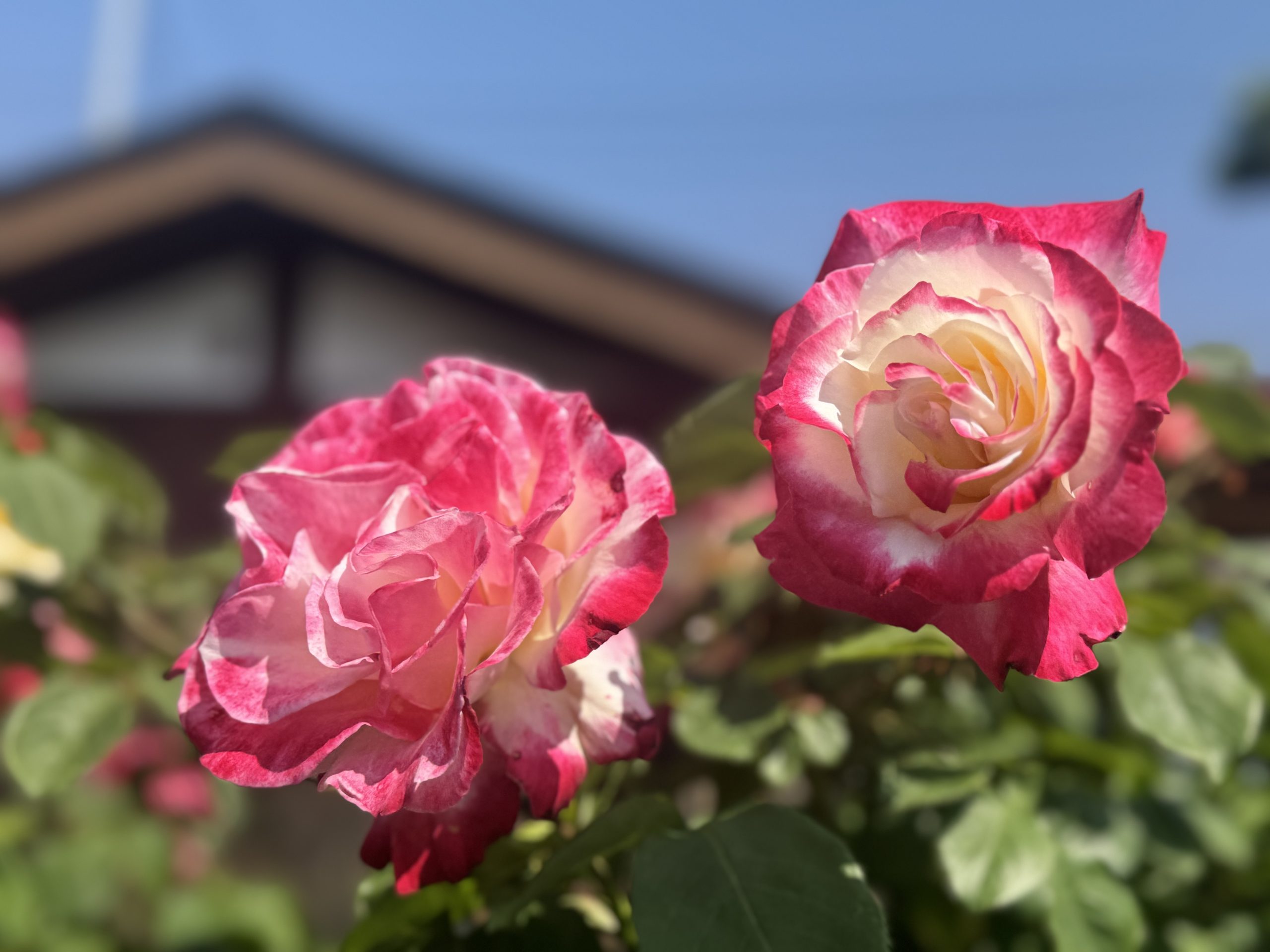 バラが咲き始めました🌹