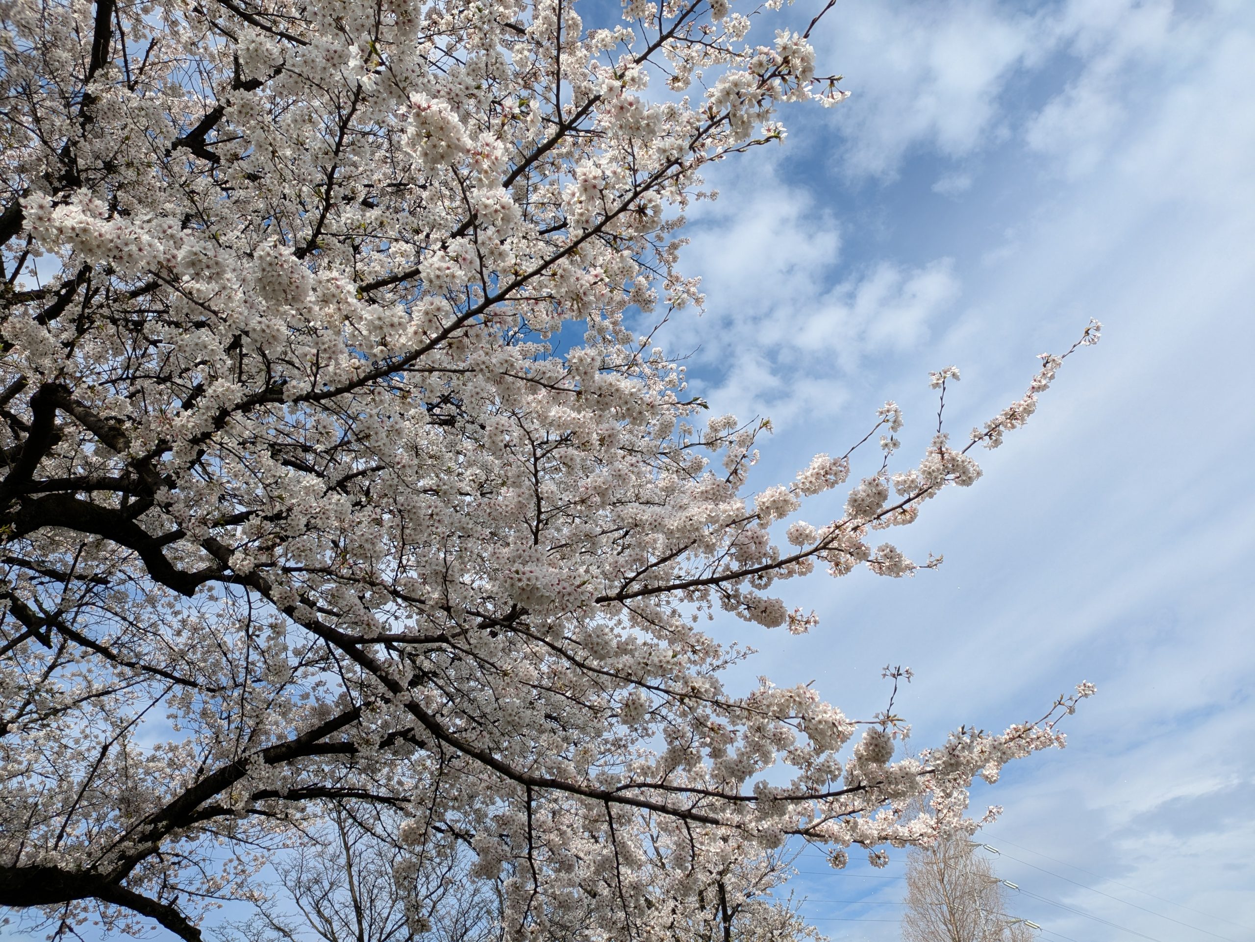 桜満開です！