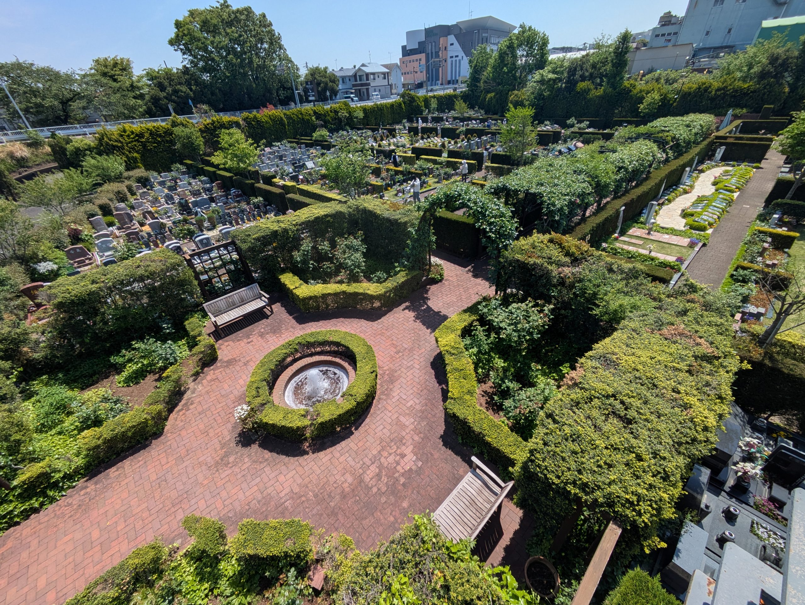 園内のバラ開花速報⭐