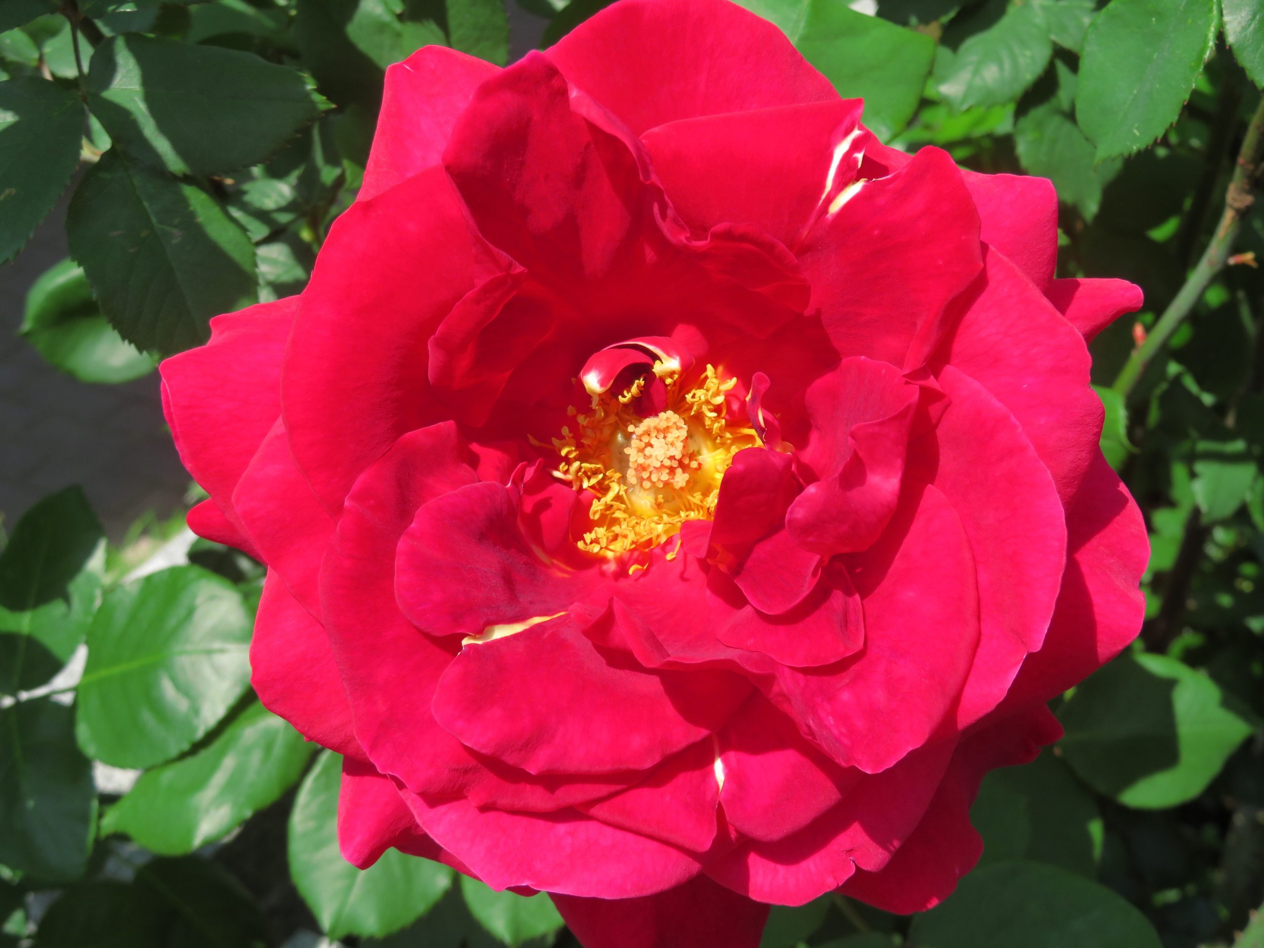 春バラ開き始めました🌹