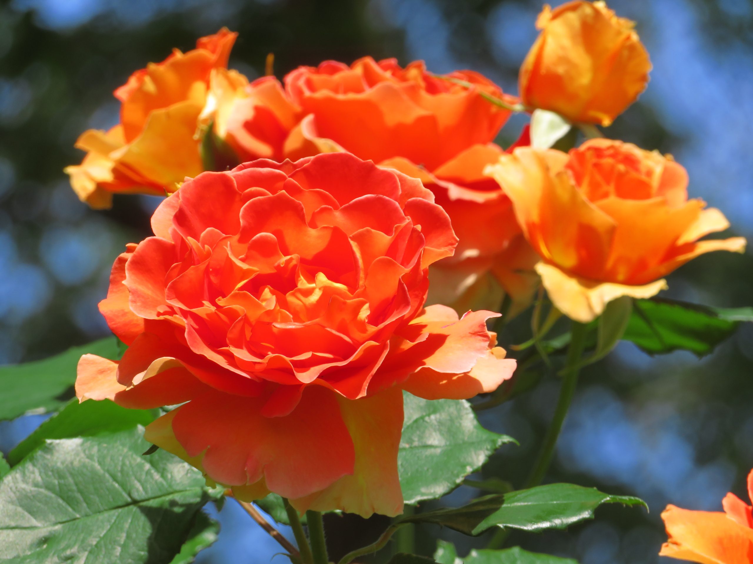 春バラ満開です🌹