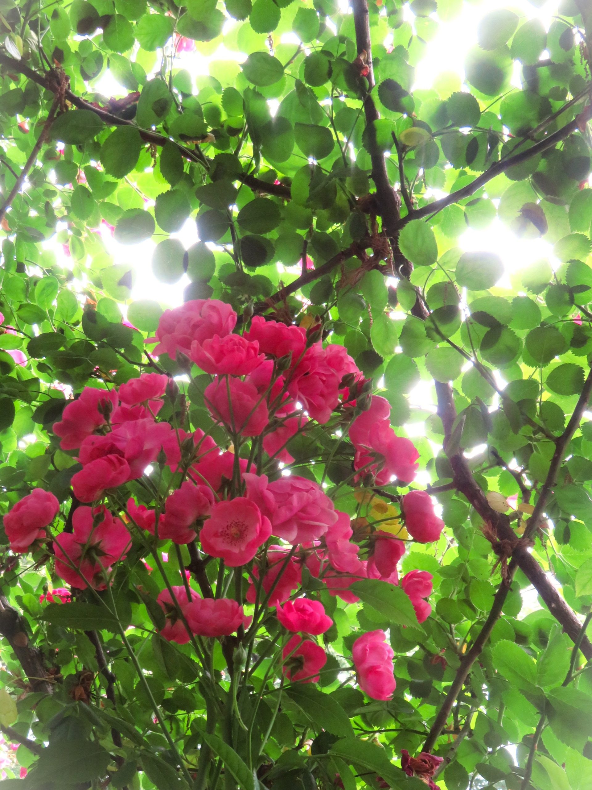 バラ🌹と雨☔