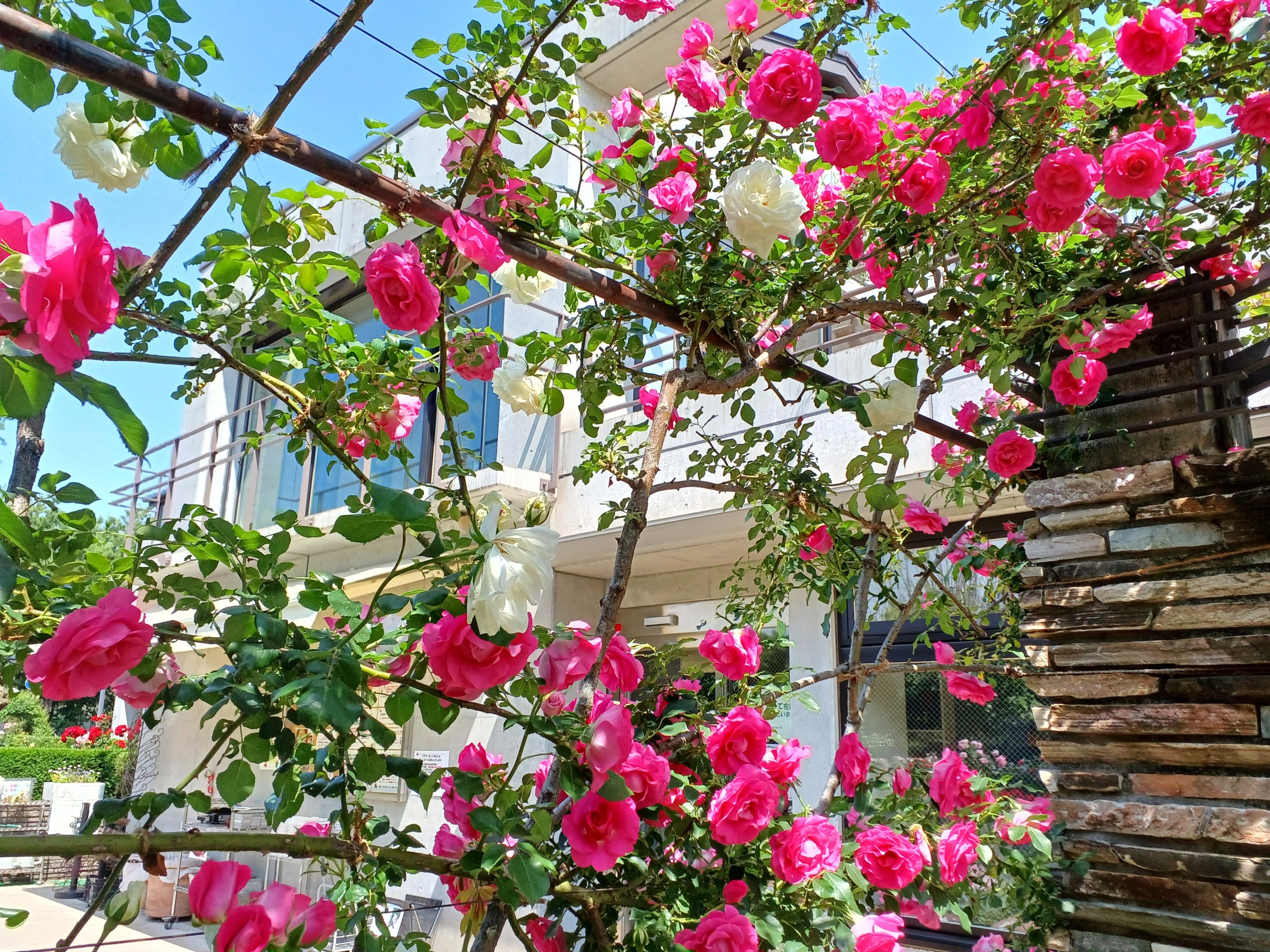 🌹バラ🌹満開です✨