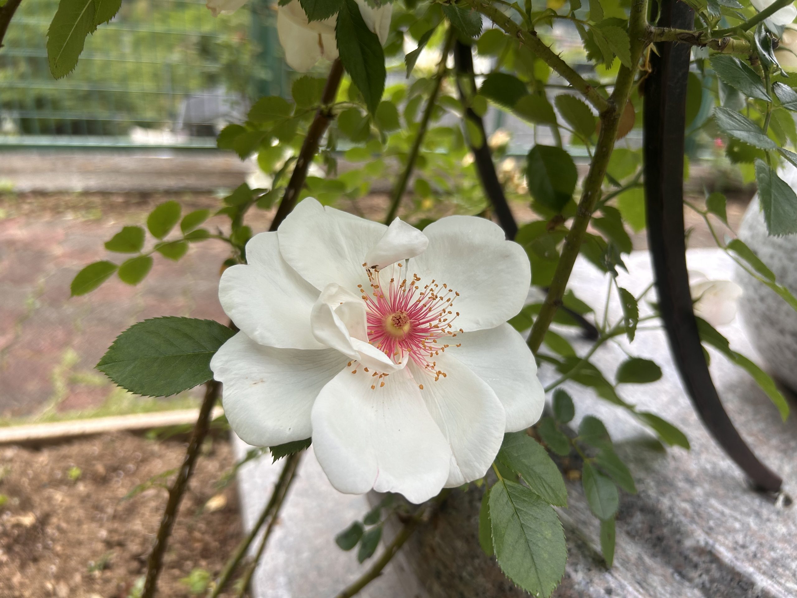 西東京墓苑バラ開花情報🌹