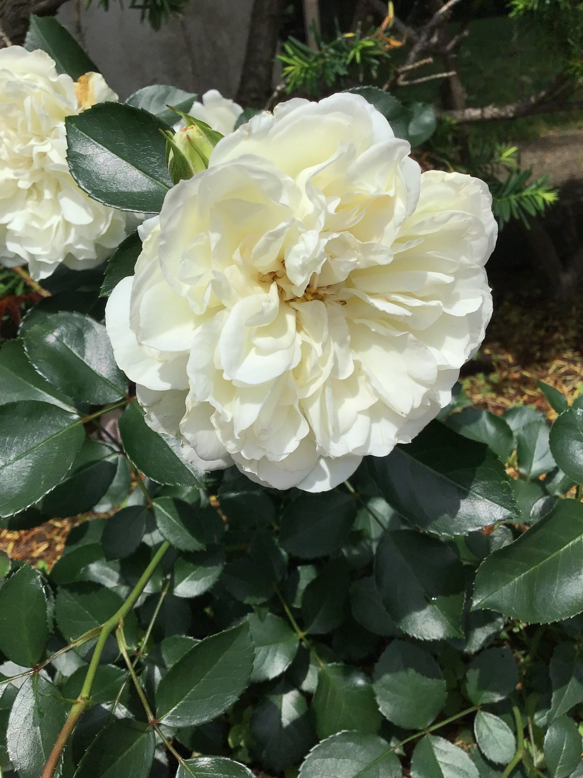 バラ満開のご報告🌹