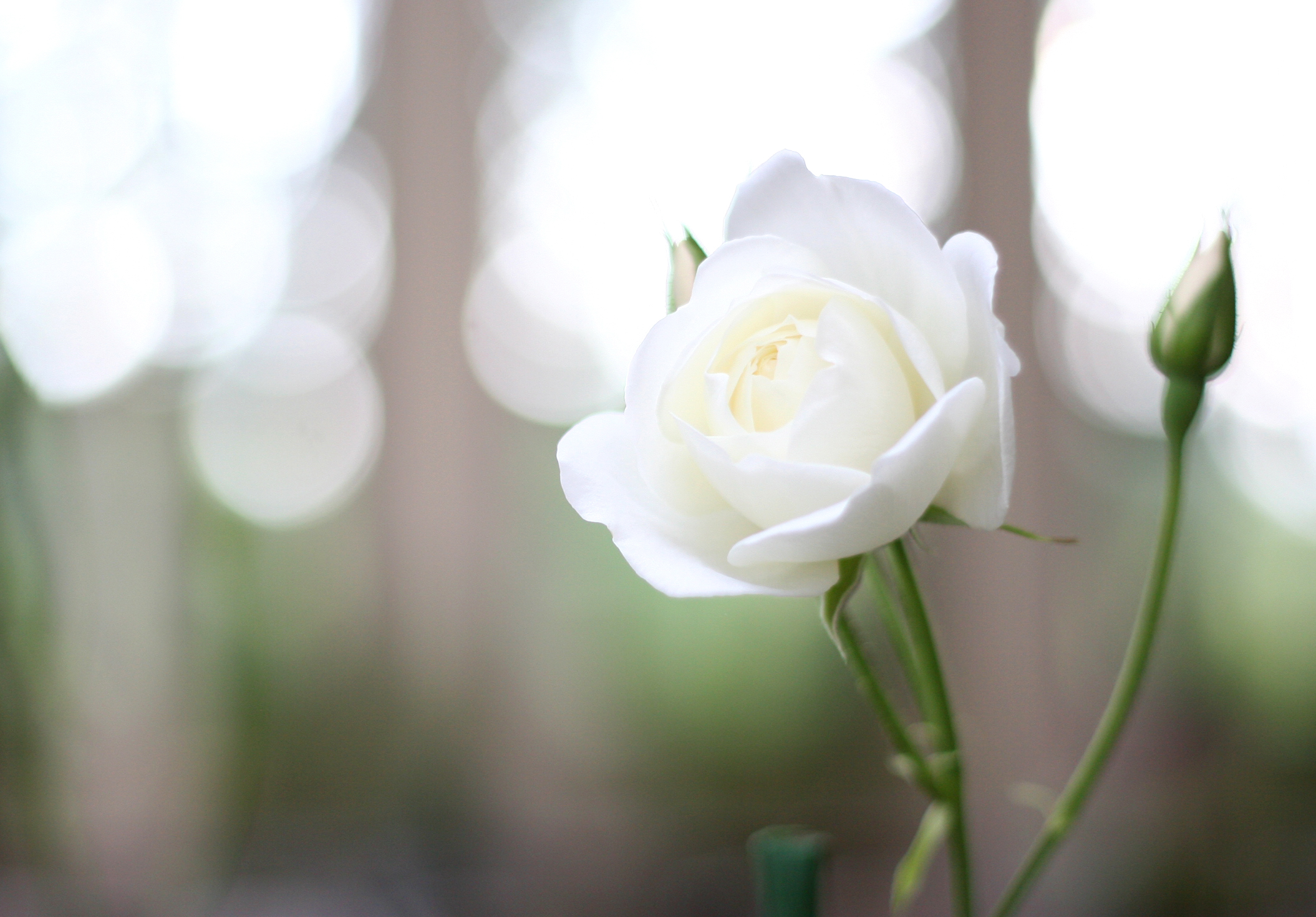 札幌もなみふれあいパークも🌹バラ🌹が開花しました