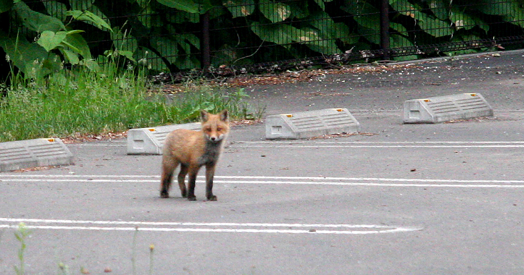 🦊可愛いお客様🦊