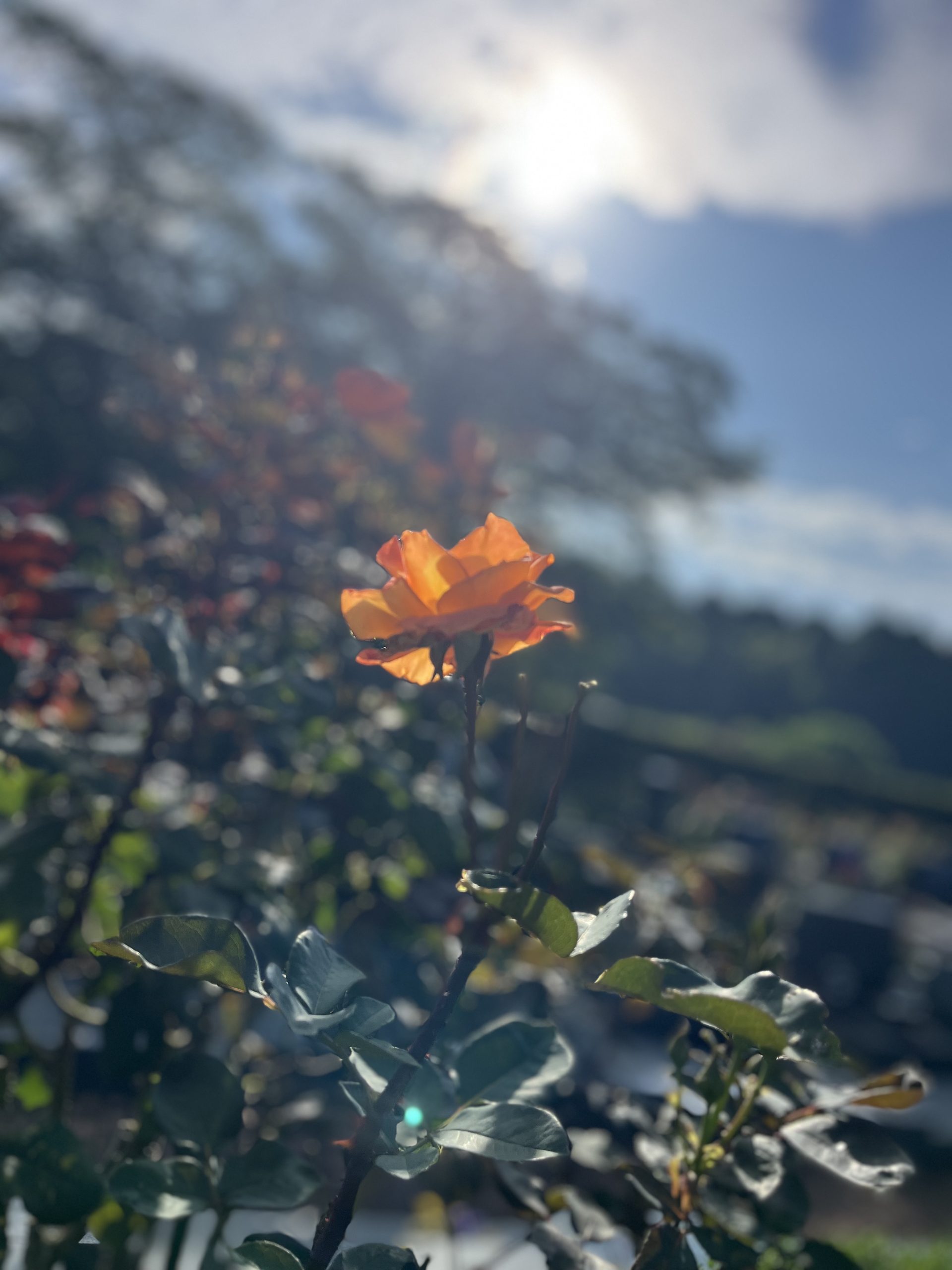 🌹お花を植え替えました🌷