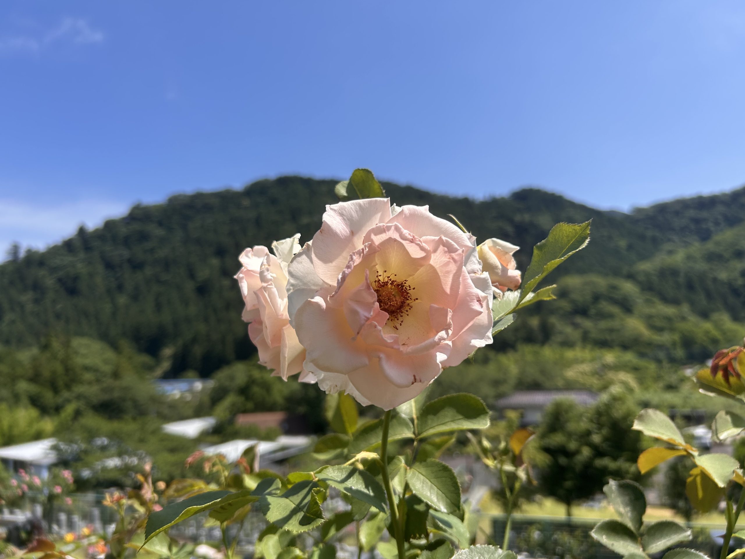 🌹満開のその後