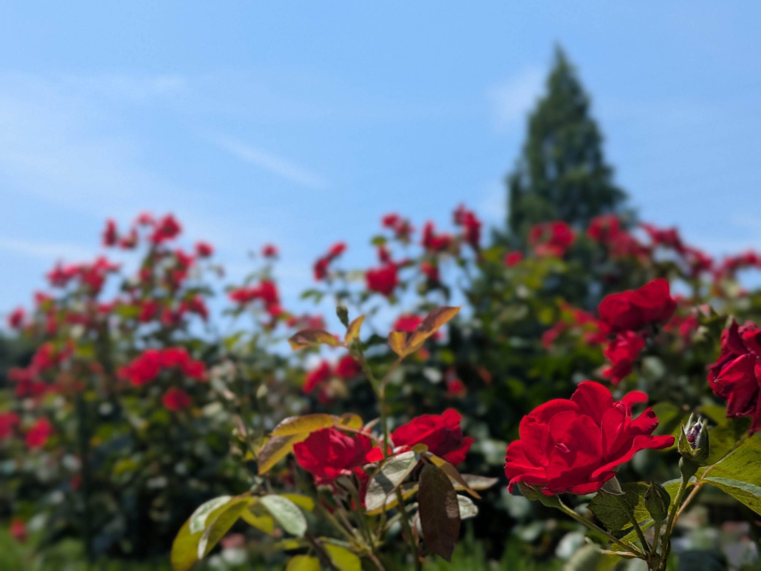 🌞7月定休日のお知らせ🌱