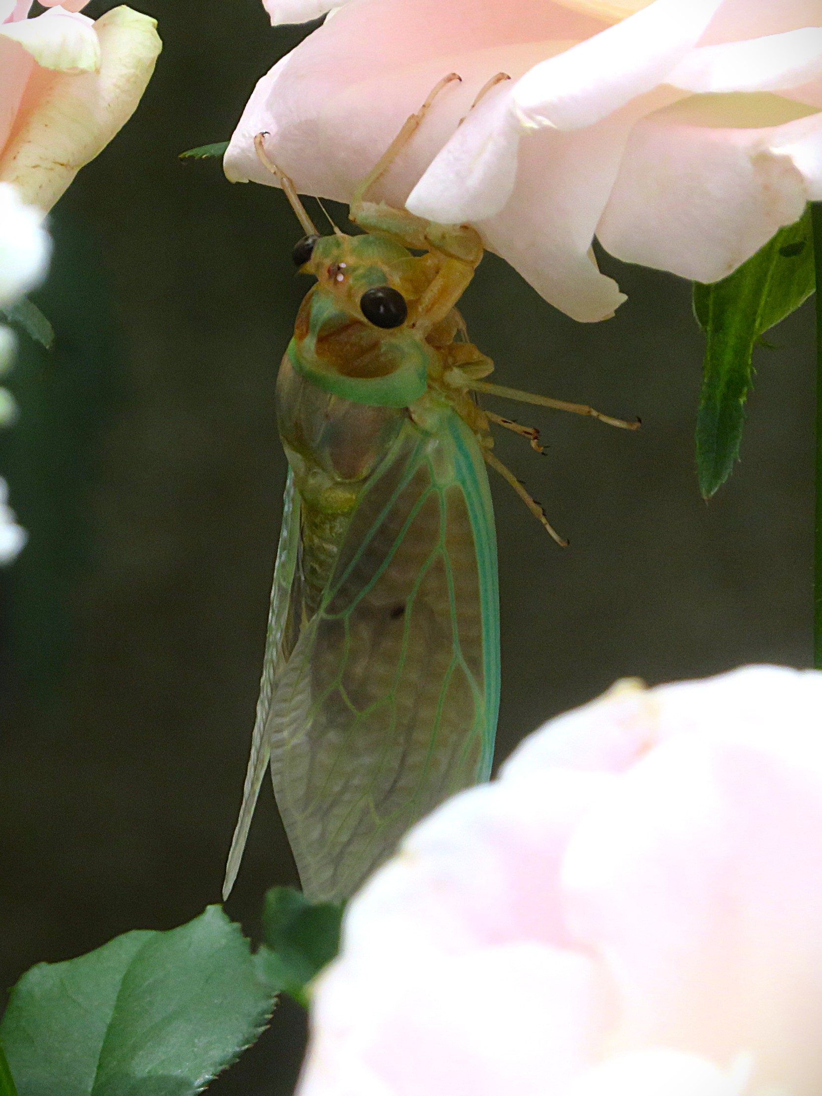 生命の神秘✨9月定休日のお知らせ