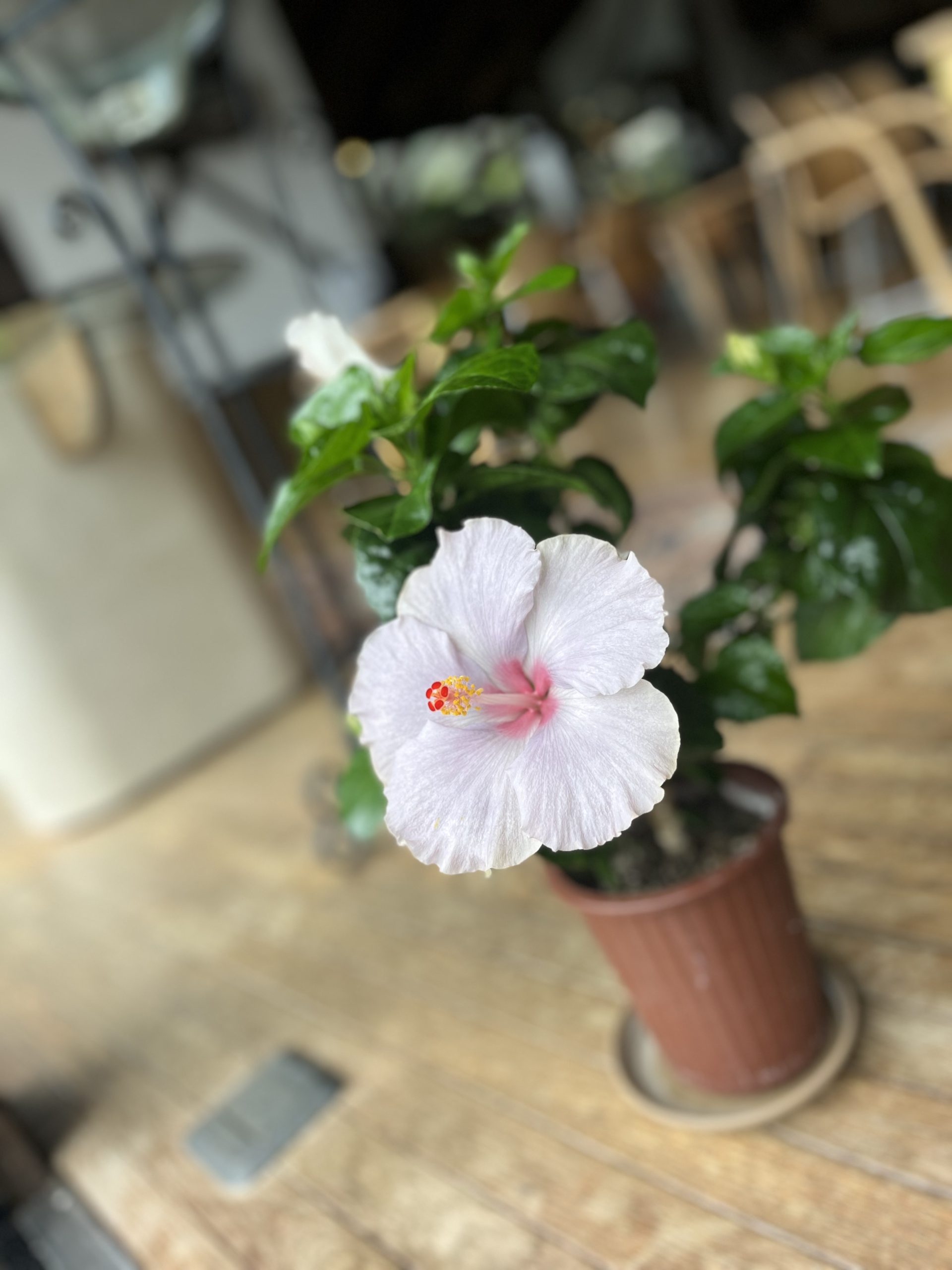 秋彼岸会合同法要を執り行いました