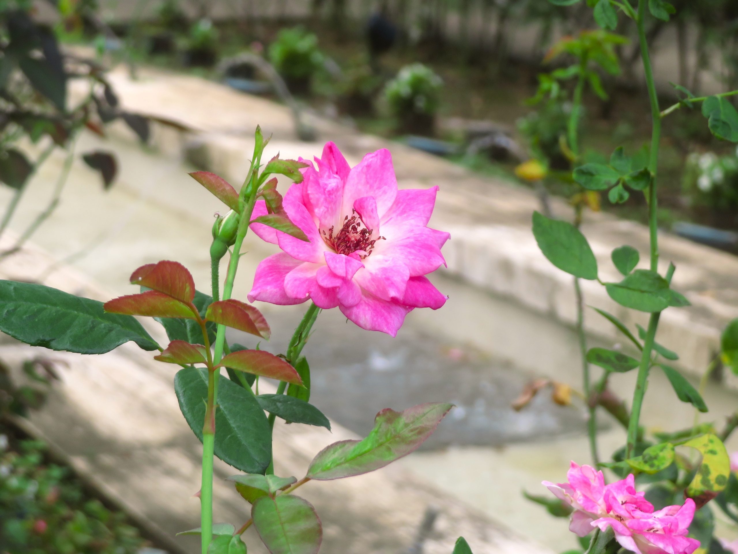 冬季営業時間変更のご案内と秋バラ開花状況🌹