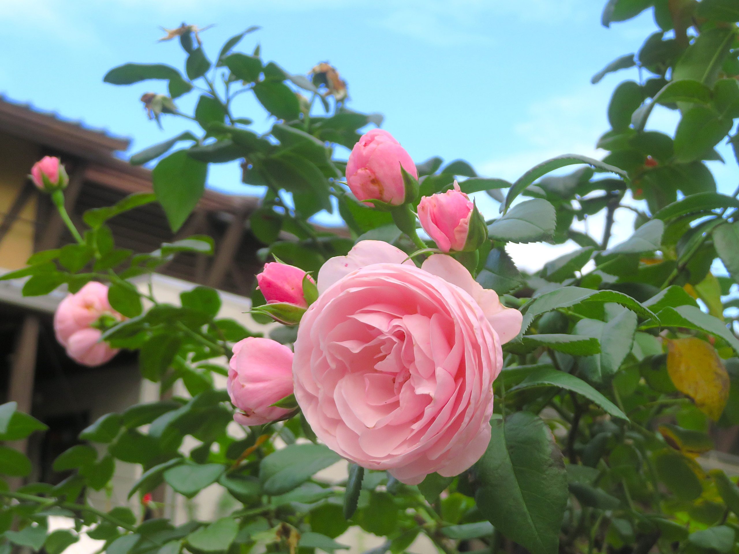 秋本番🌹11月定休日のお知らせ🌹